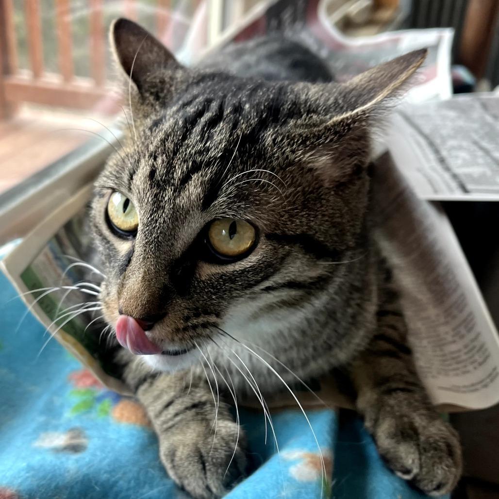 Herbert, a Adoptable Domestic Short Hair in Warrensburg, MO image 1/2