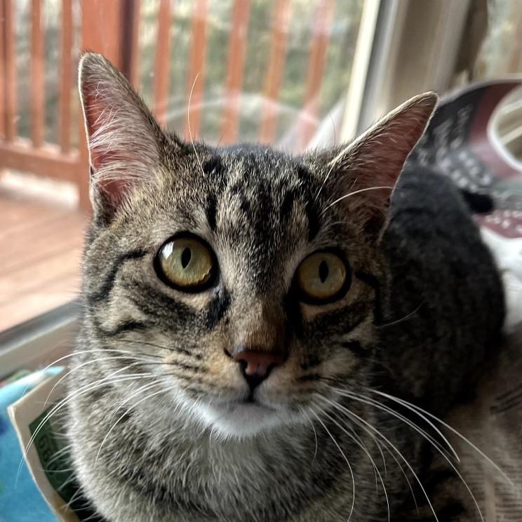 Enlarge Herbert, a Adoptable Domestic Short Hair in Warrensburg, MO image 4/4