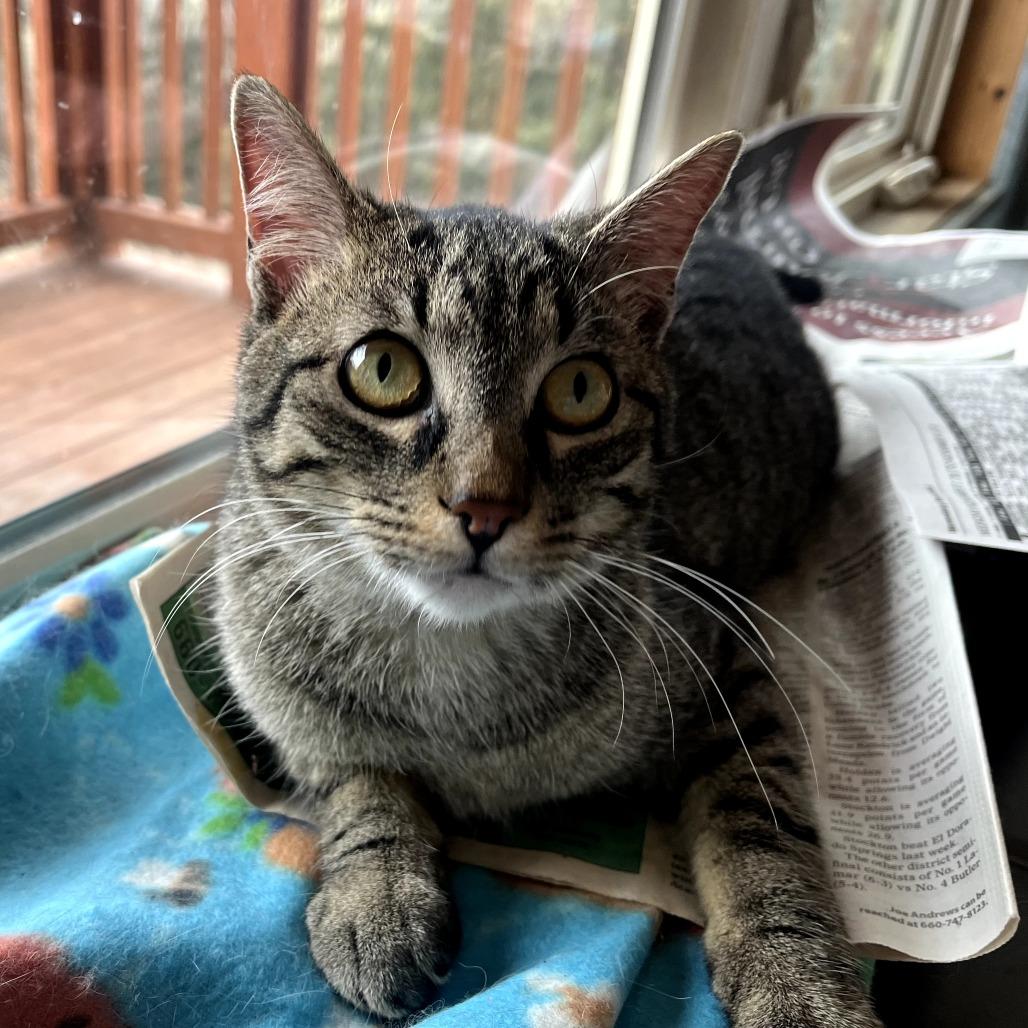 Herbert, a Adoptable Domestic Short Hair in Warrensburg, MO image 2/2