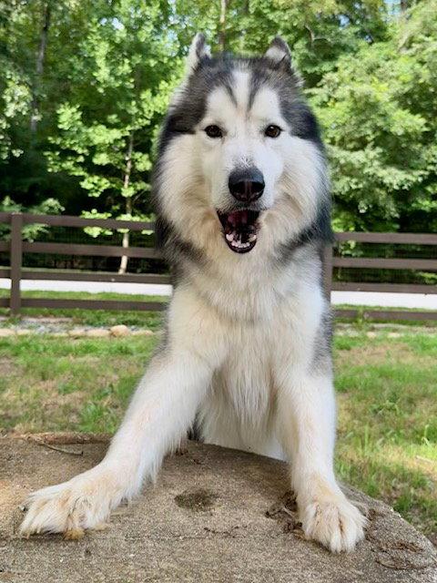 Link, Adopted, Adult Male Alaskan Malamute & Siberian Husky.