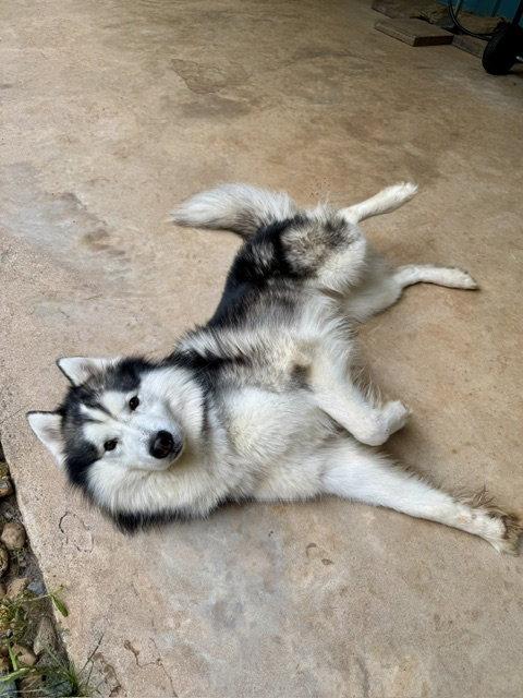 Link, a Adopted mixed breed in Cumming, GA image 2/3