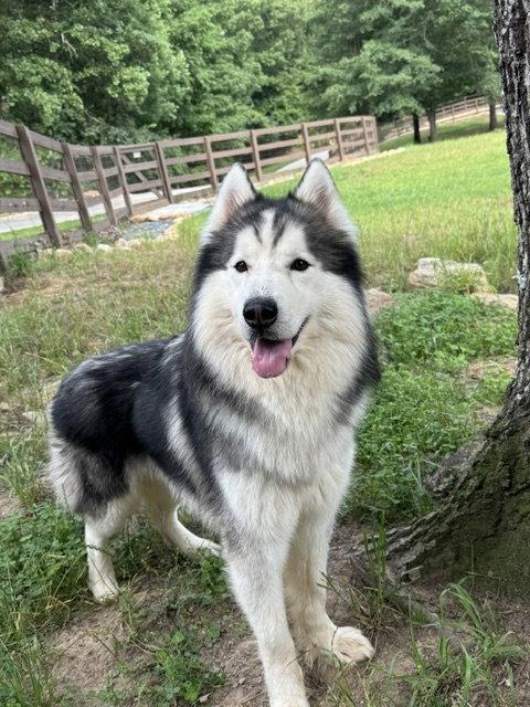 Link, a Adopted mixed breed in Cumming, GA image 3/3