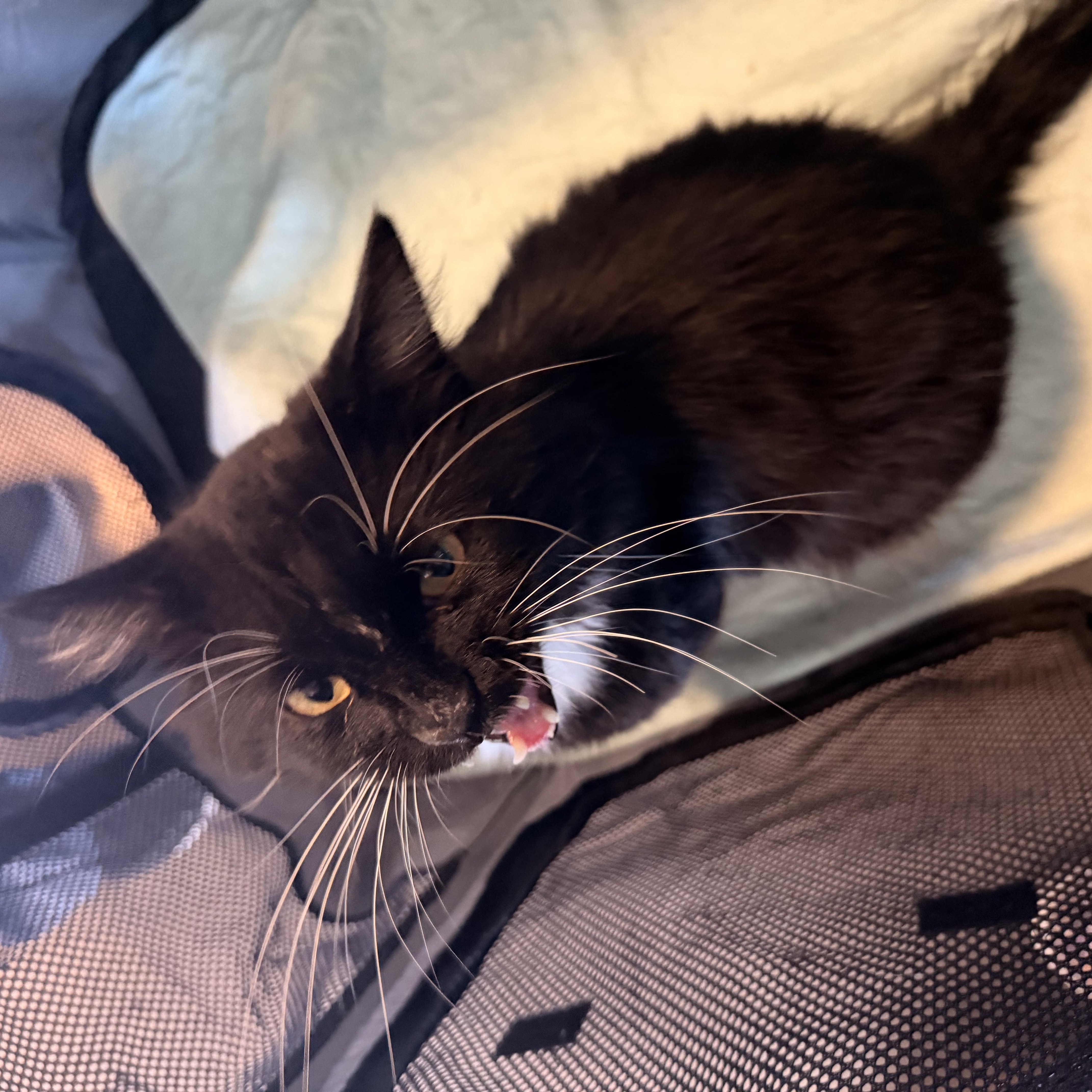 Enlarge Kazoo, a Adoptable Domestic Long Hair in Scranton, PA image 3/3