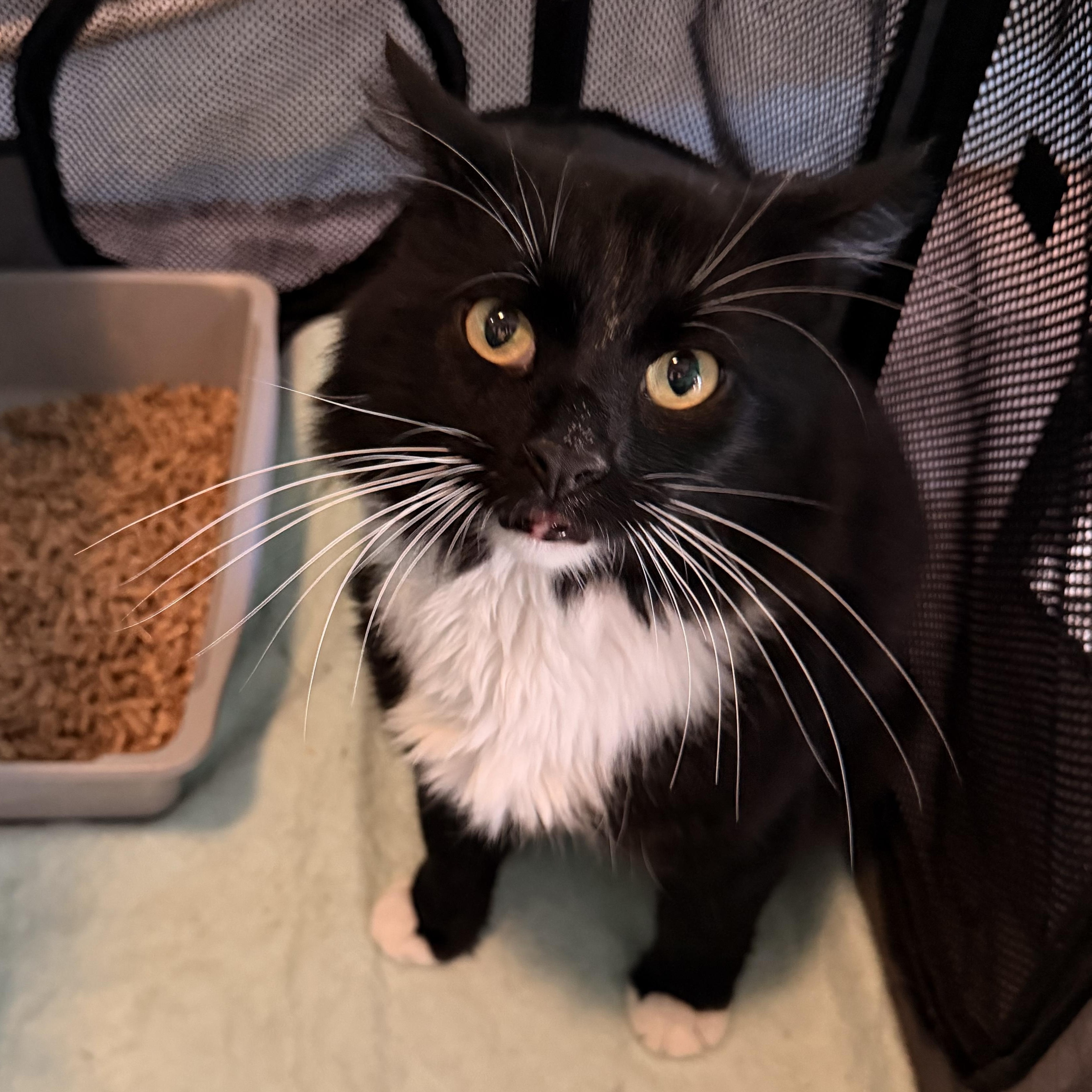 Enlarge Kazoo, a Adoptable Domestic Long Hair in Scranton, PA image 2/3