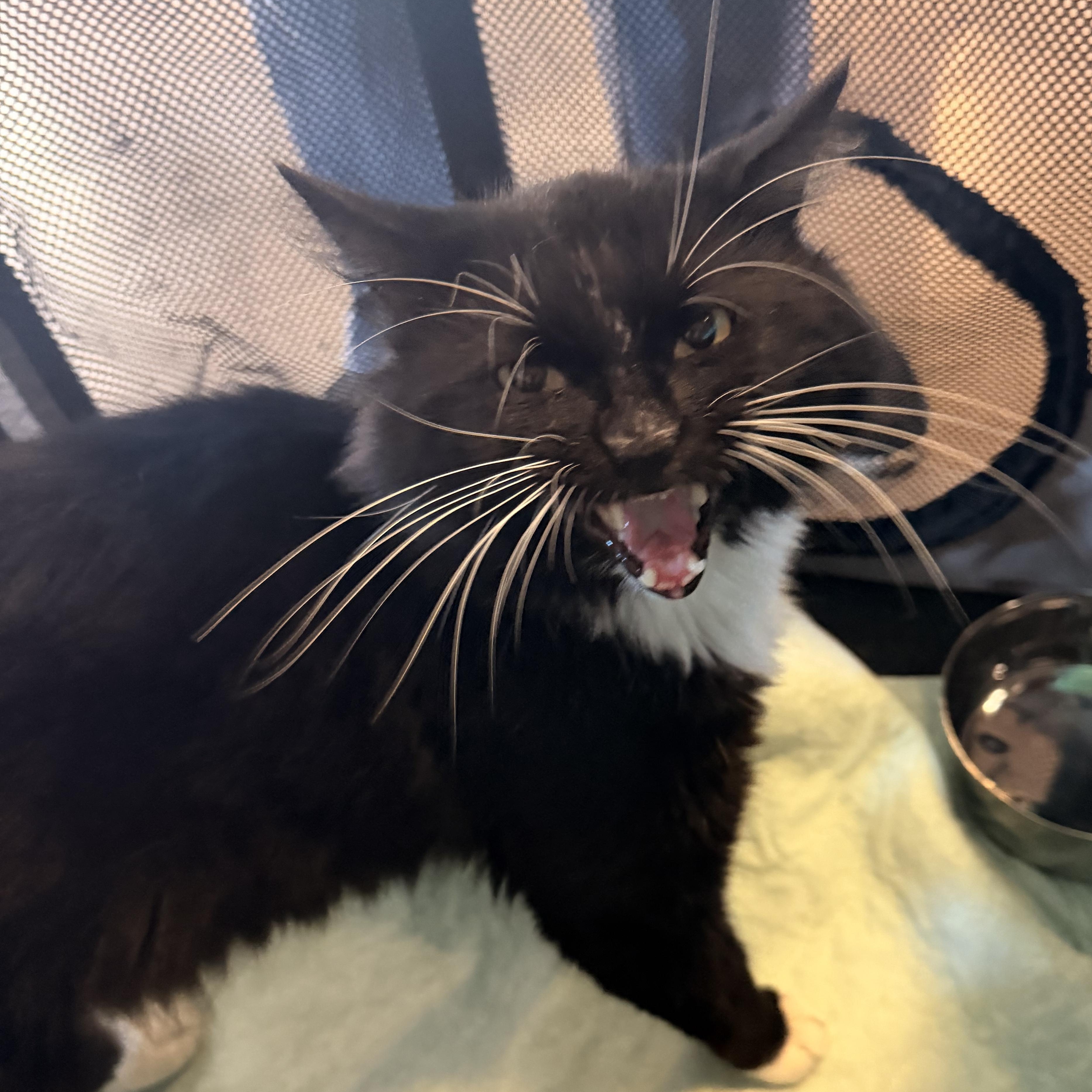 Enlarge Kazoo, a Adoptable Domestic Long Hair in Scranton, PA image 1/3