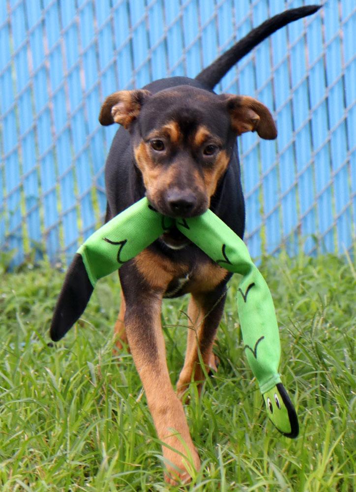 Dog for adoption - Trixie (AO34469), a Rottweiler Mix in Kansas City ...