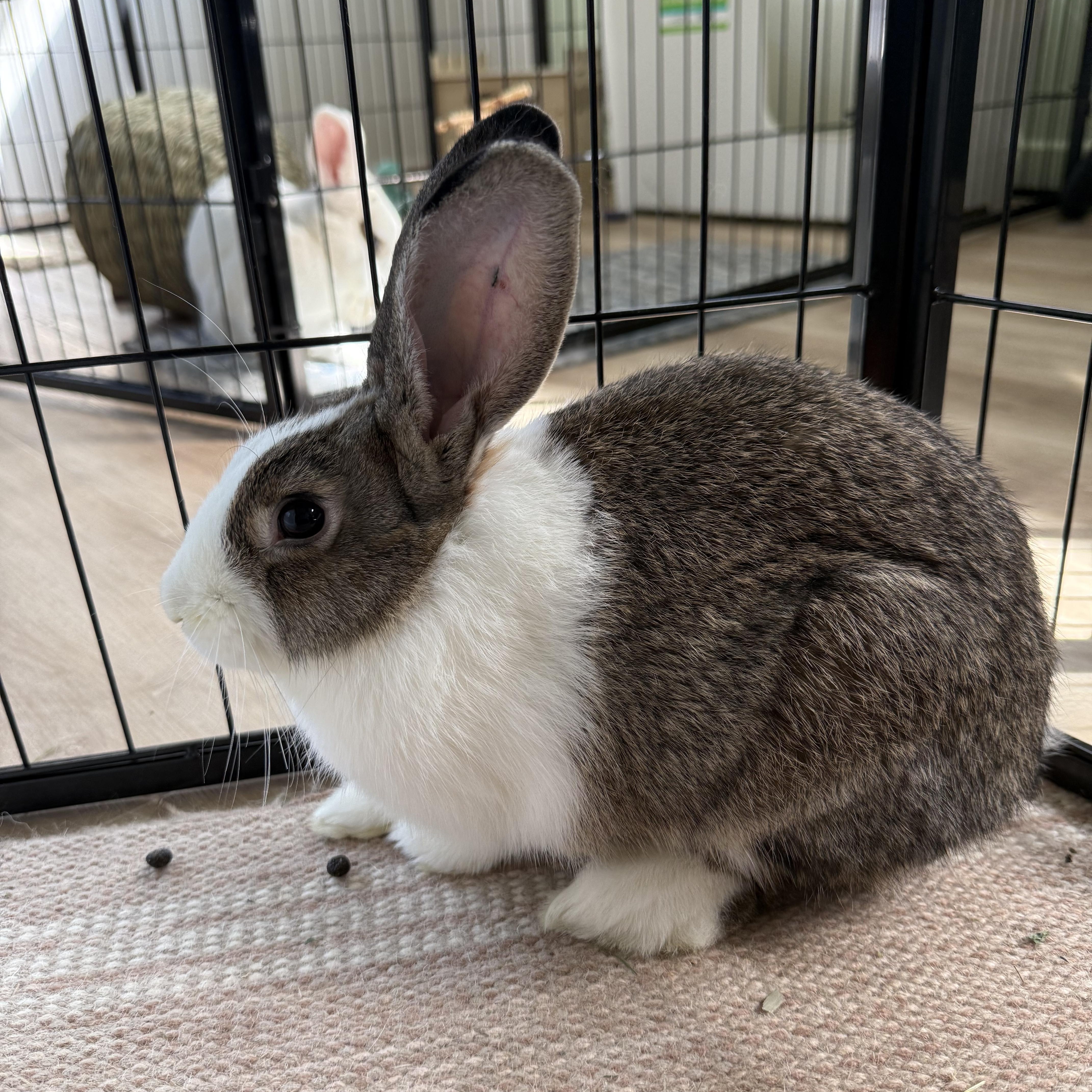 Molly (Bonded with Mitten), Adoptable, Young Female Dutch.