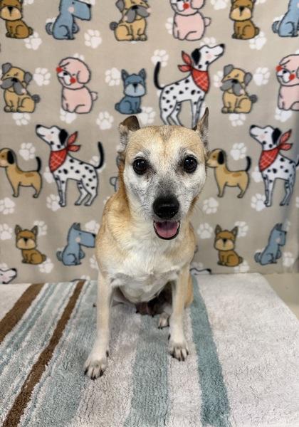 Zendaya, a Adoptable mixed breed in Houston, TX image 1/2