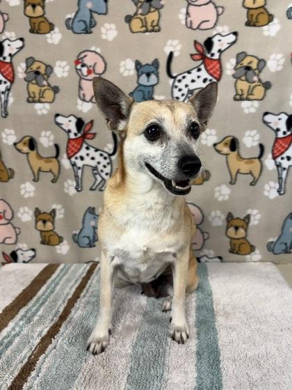 Zendaya, a Adoptable mixed breed in Houston, TX image 2/2