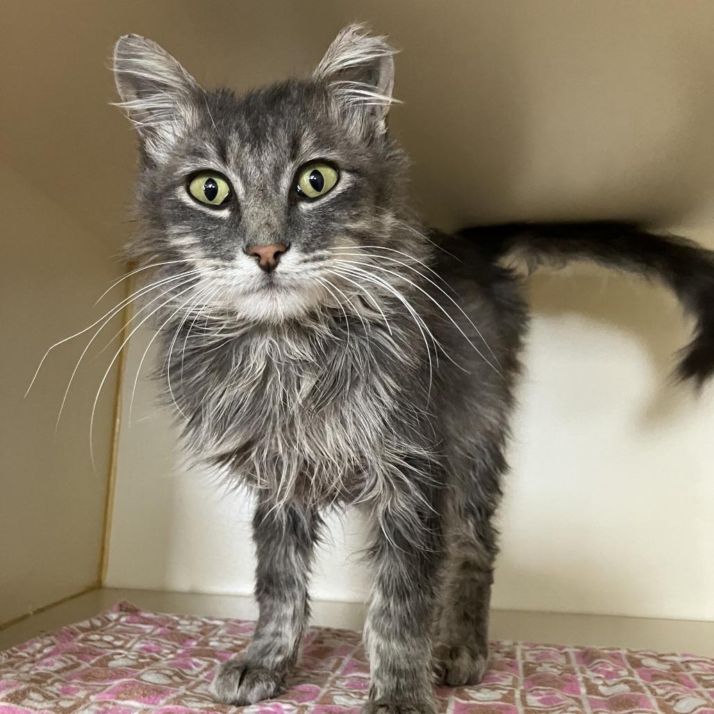 Peter, Adoptable, Young Male Domestic Long Hair.