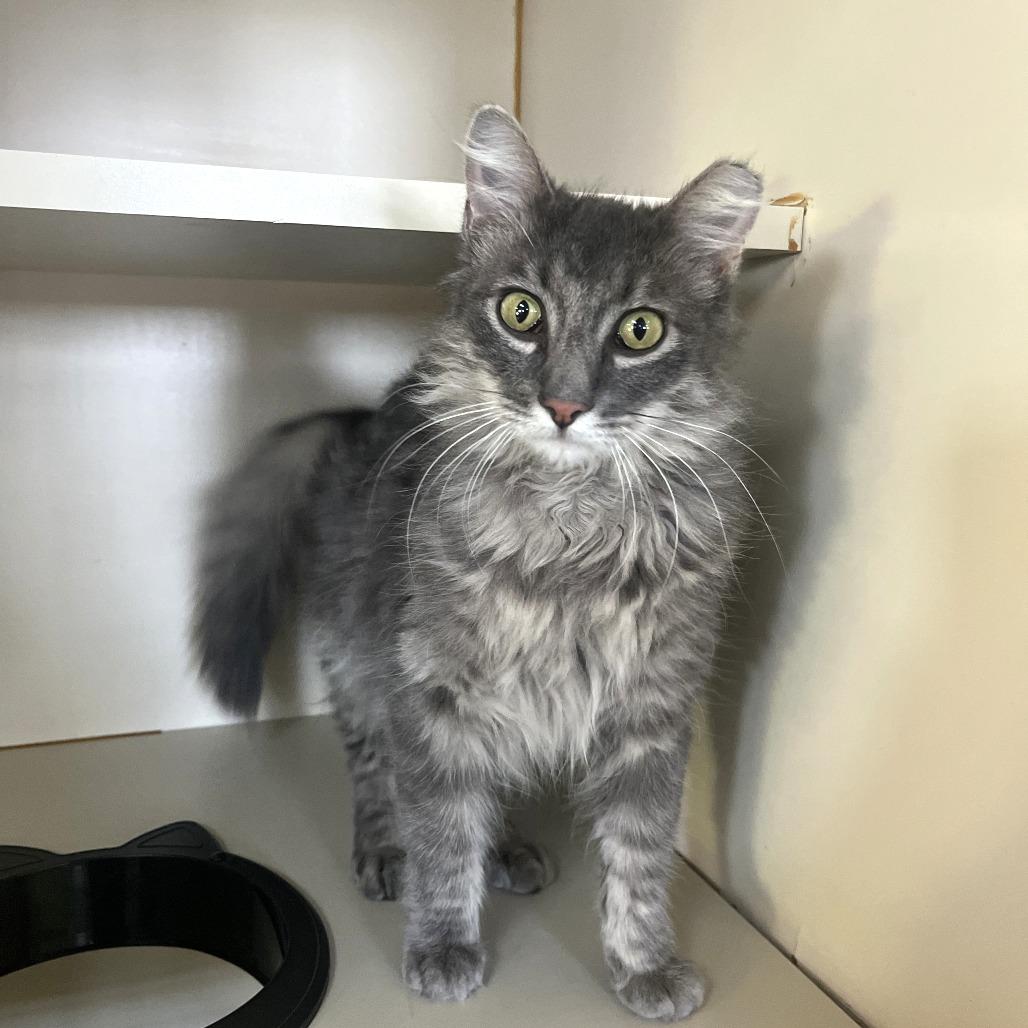 Enlarge Peter, a Adoptable Domestic Long Hair in Idaho Falls, ID image 2/4