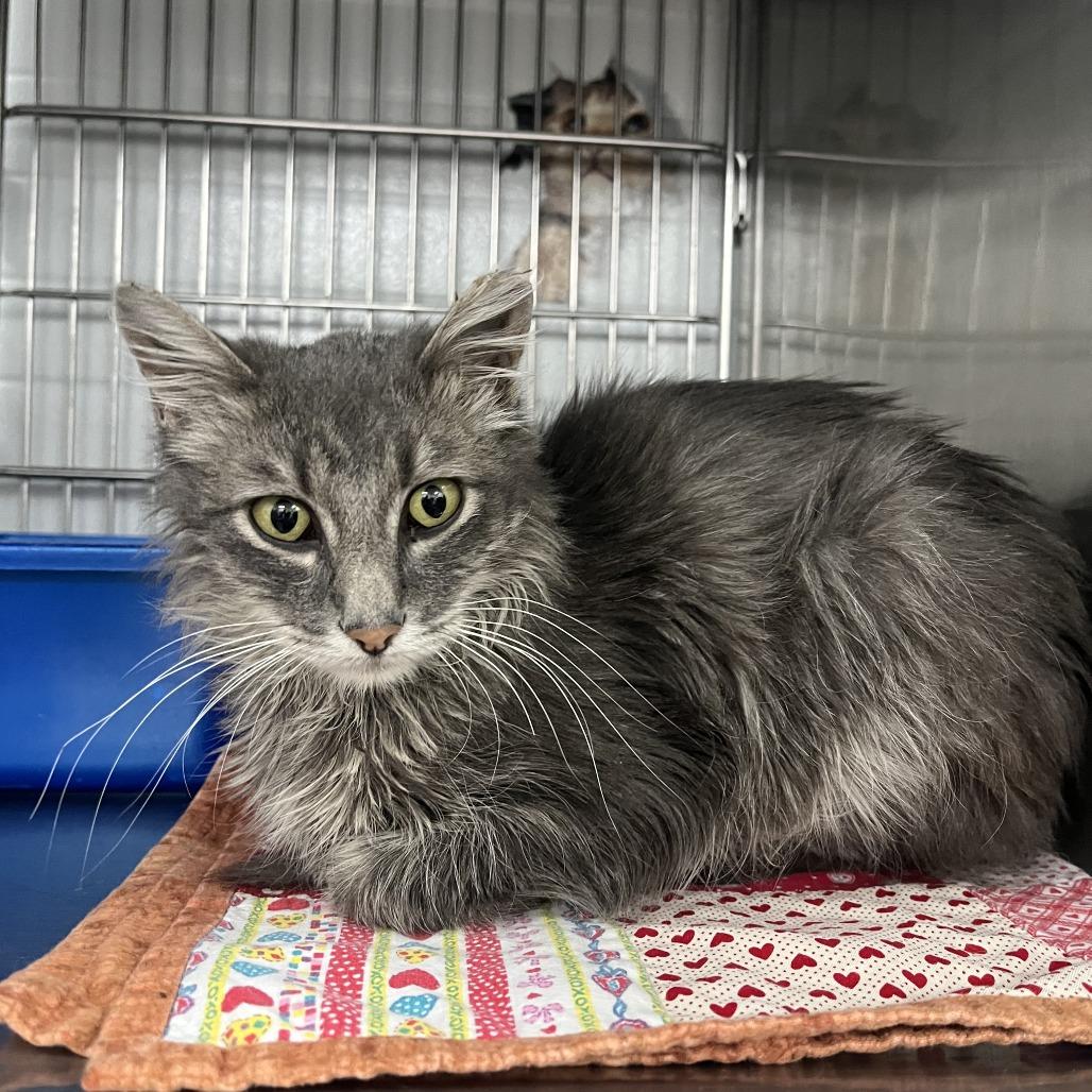 Enlarge Peter, a Adoptable Domestic Long Hair in Idaho Falls, ID image 3/4