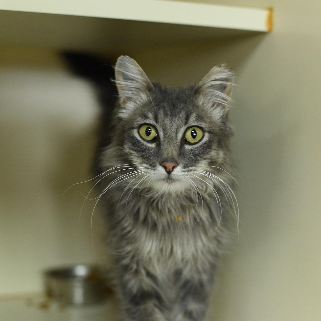 Enlarge Peter, a Adoptable Domestic Long Hair in Idaho Falls, ID image 4/4