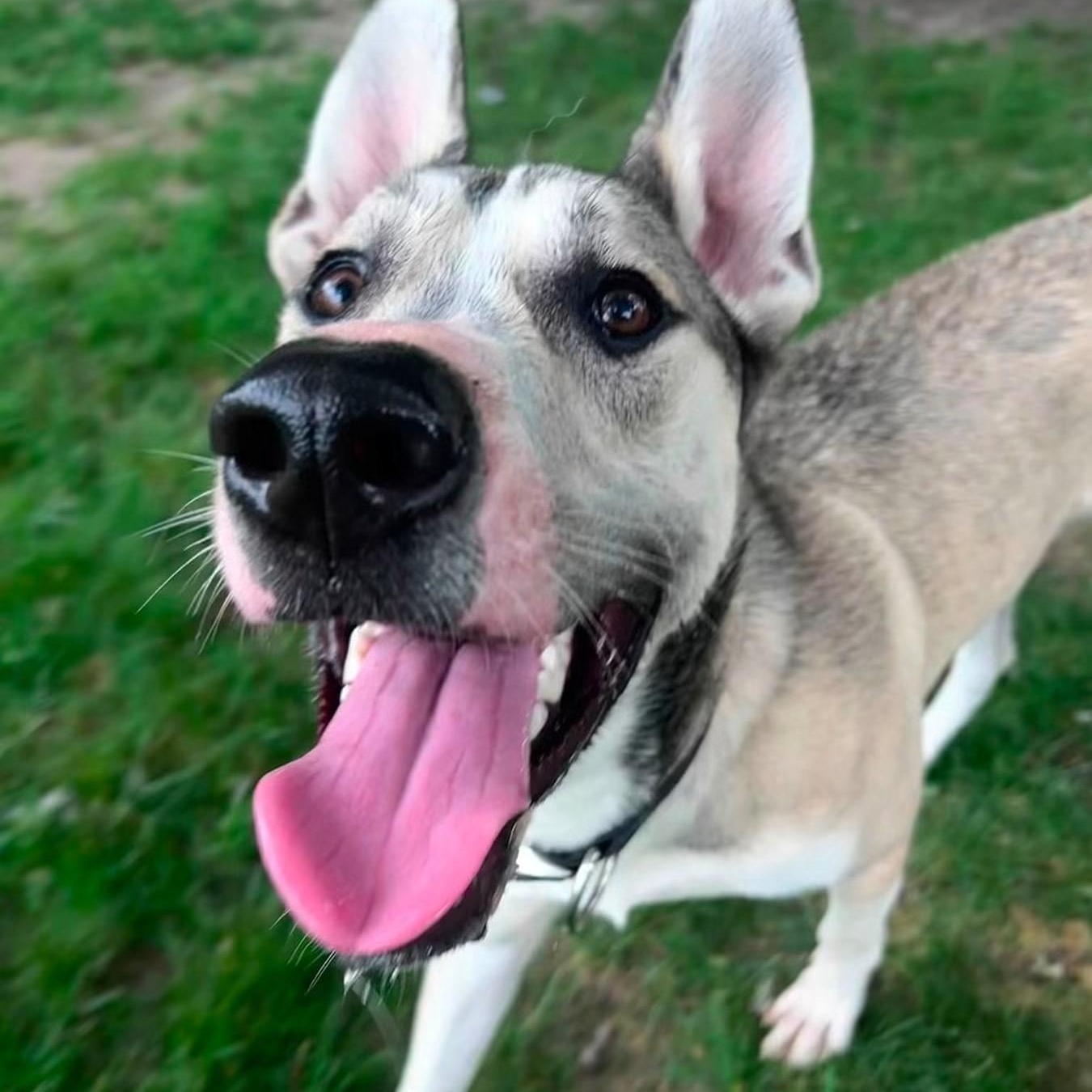 Whiskey, an adoptable mixed breed in Midland, MI image 2/6