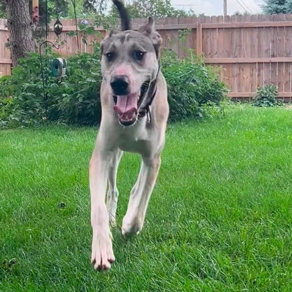 Whiskey, an adoptable mixed breed in Midland, MI image 5/6