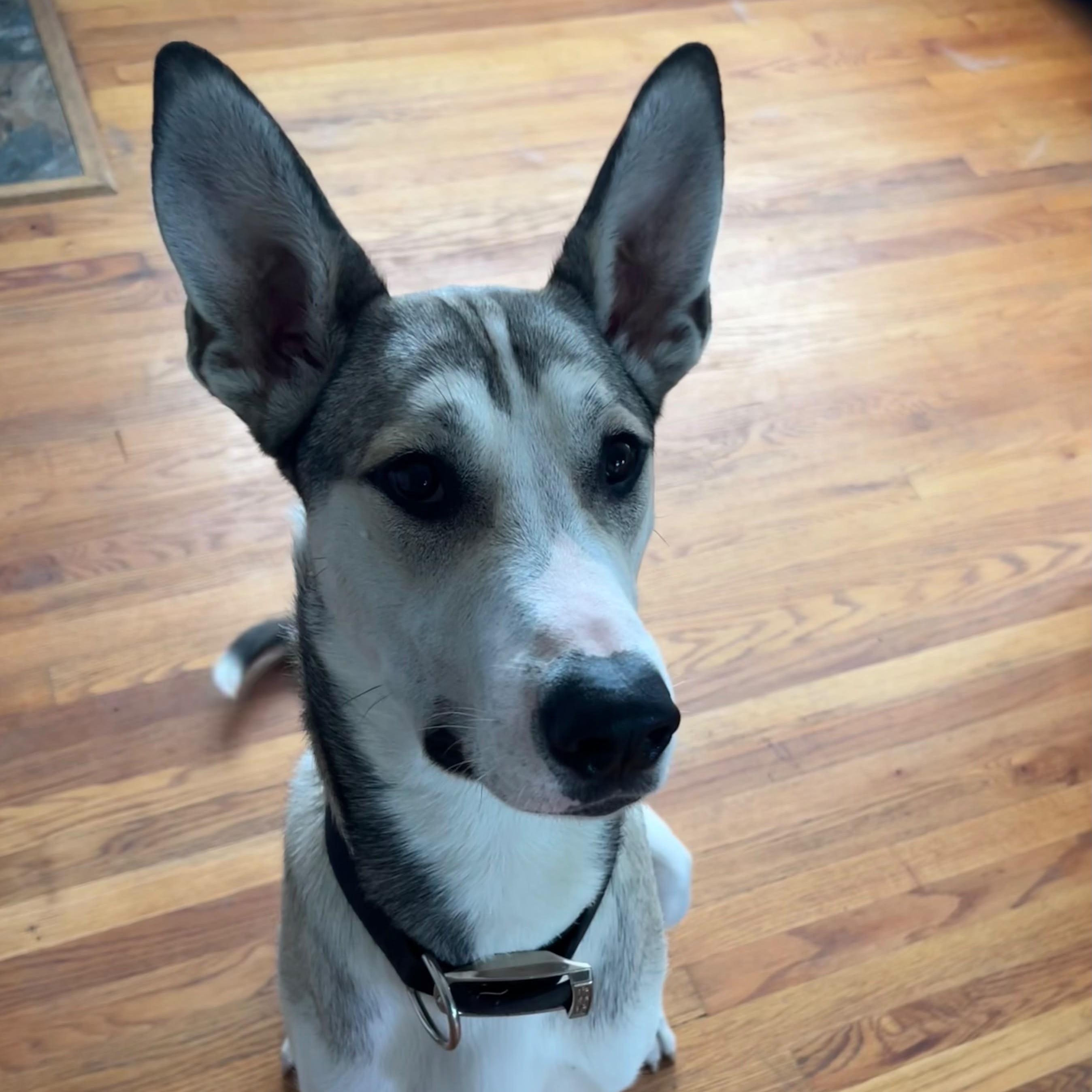 Whiskey, an adoptable mixed breed in Midland, MI image 6/6