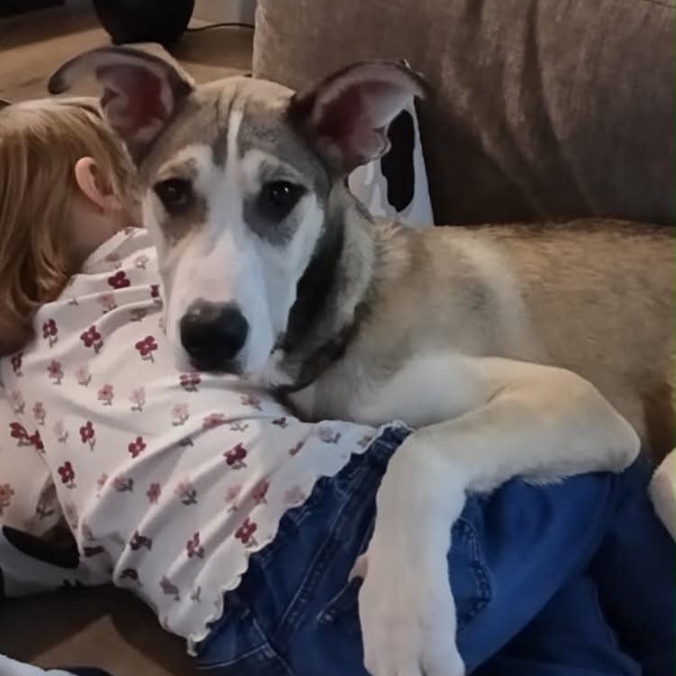 Whiskey, adoptable, Puppy Male Great Dane & Husky.