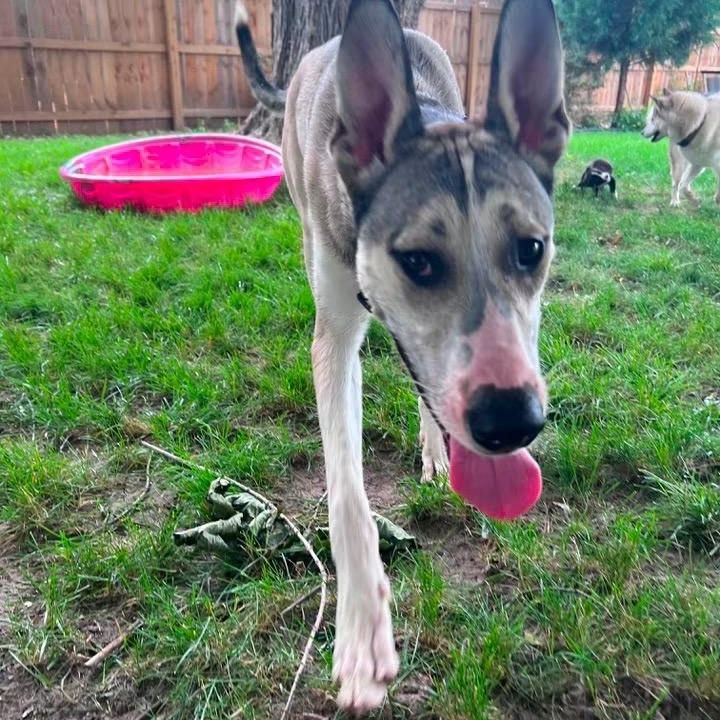 Whiskey, an adoptable mixed breed in Midland, MI image 4/6