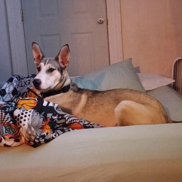 Whiskey, an adoptable mixed breed in Midland, MI image 3/6