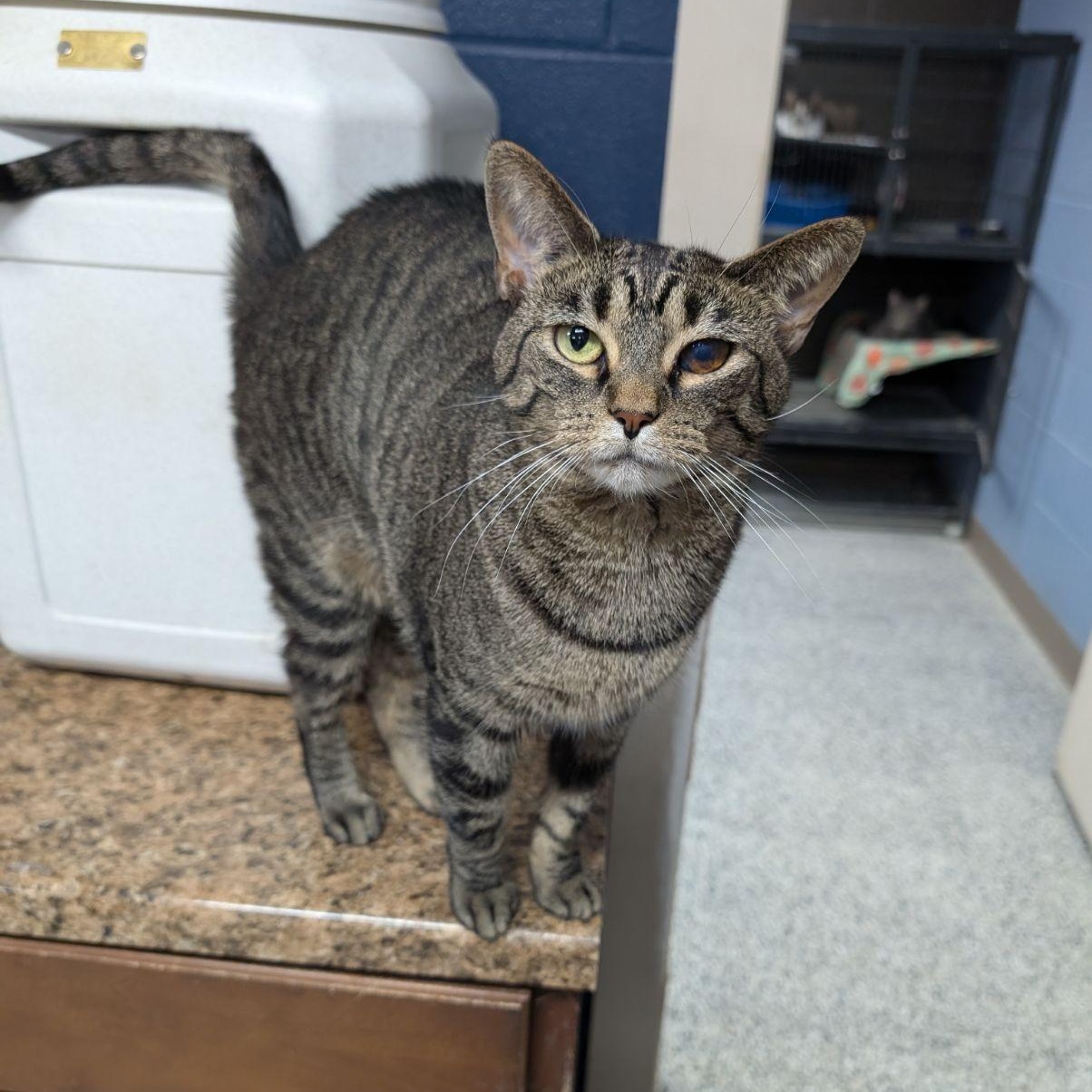 Tamari, a Adoptable Tabby in Wilmington, OH image 2/2