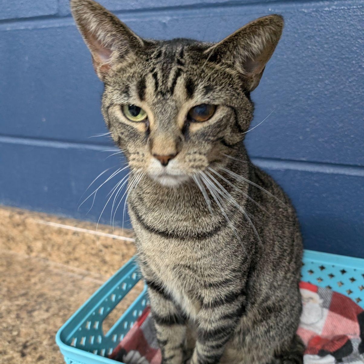 Tamari, Adoptable, Young Female Tabby.