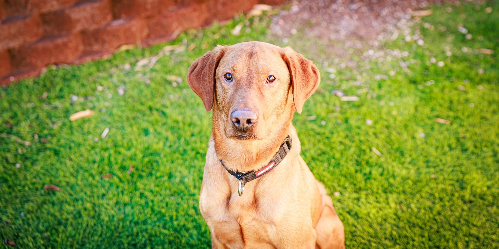 Enlarge Maverick, a ADOPTABLE Labrador Retriever in Las Vegas, NV image 1/6