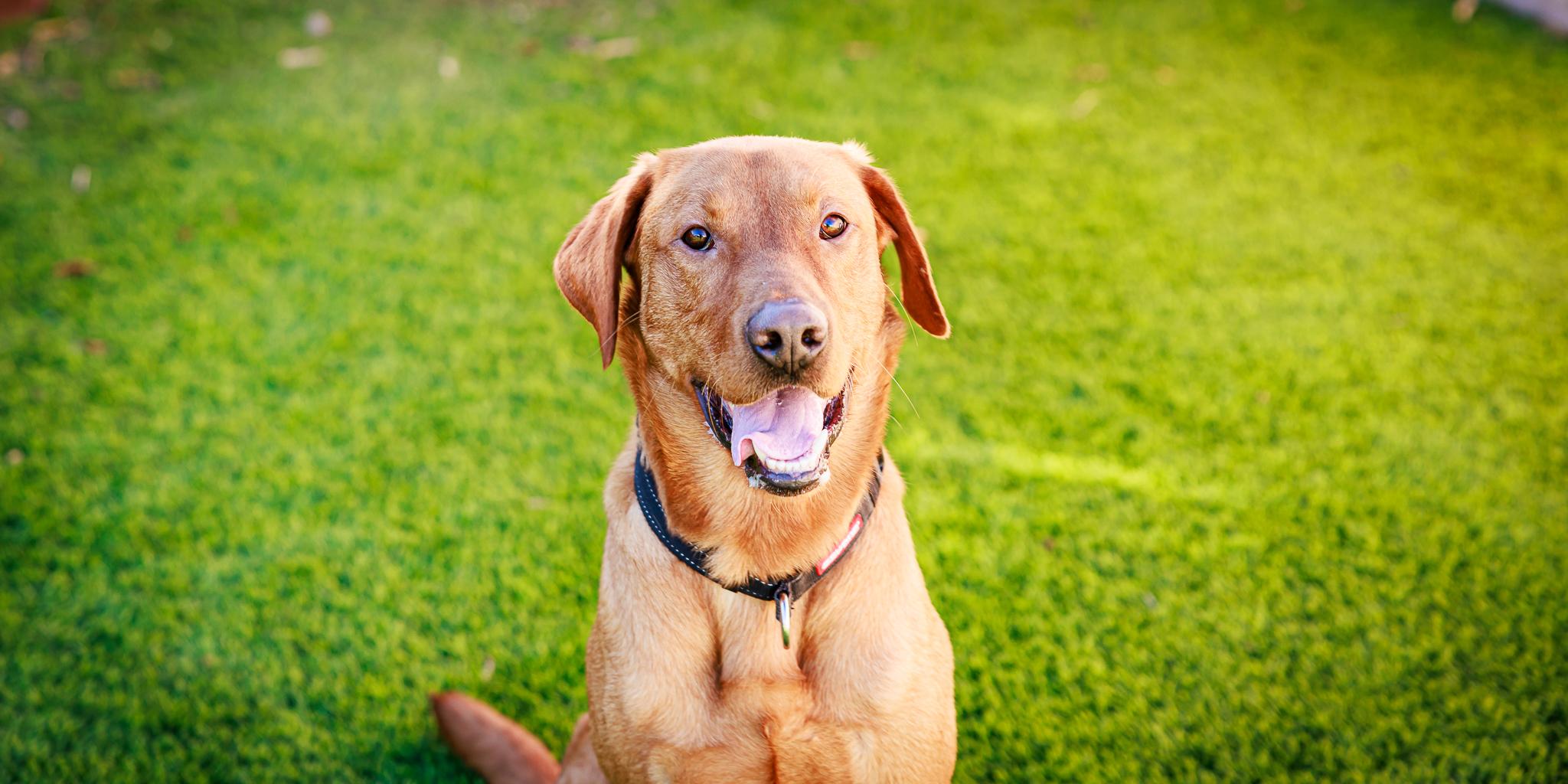 Enlarge Maverick, a ADOPTABLE Labrador Retriever in Las Vegas, NV image 5/6