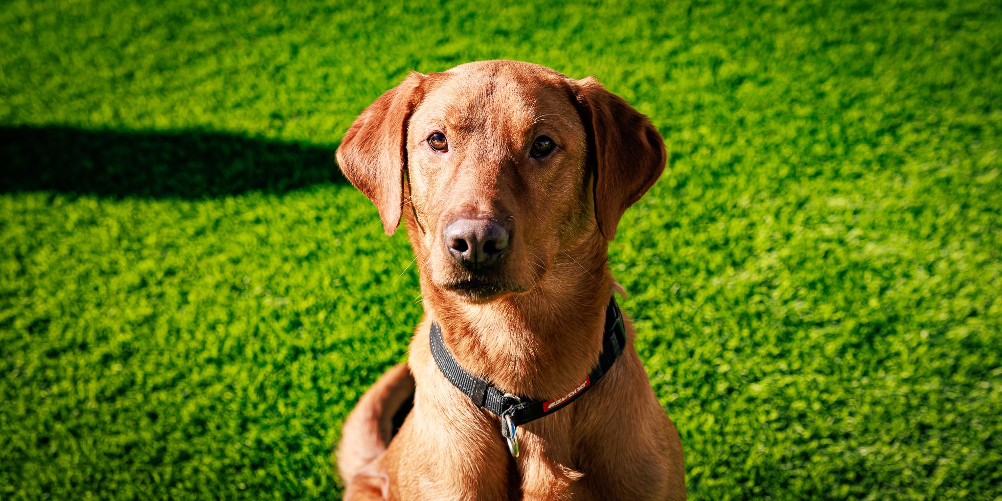 Enlarge Maverick, a ADOPTABLE Labrador Retriever in Las Vegas, NV image 3/6