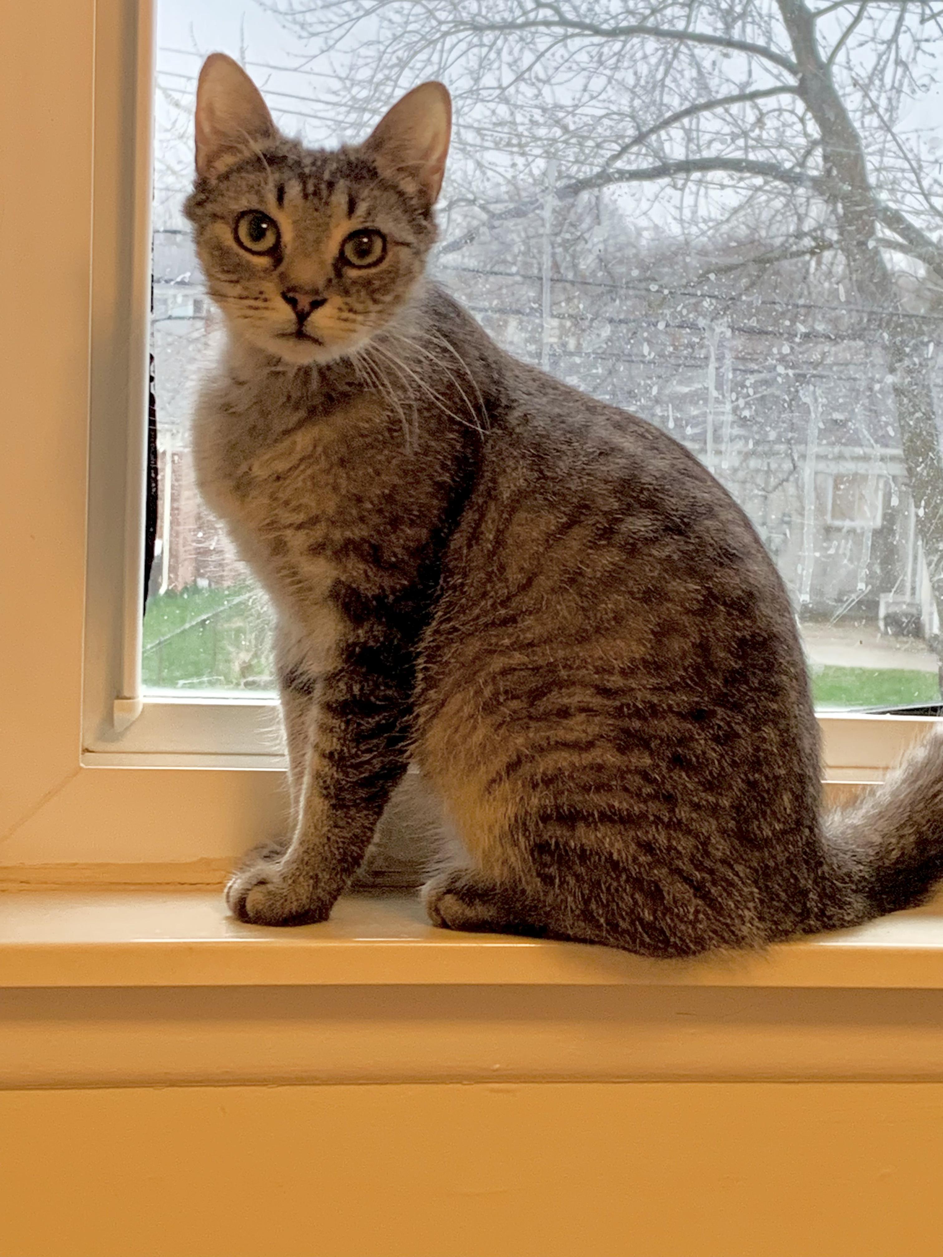 Cheddar Broccoli Casserole & Black Onyx, ADOPTABLE, Young Male Domestic Short Hair.