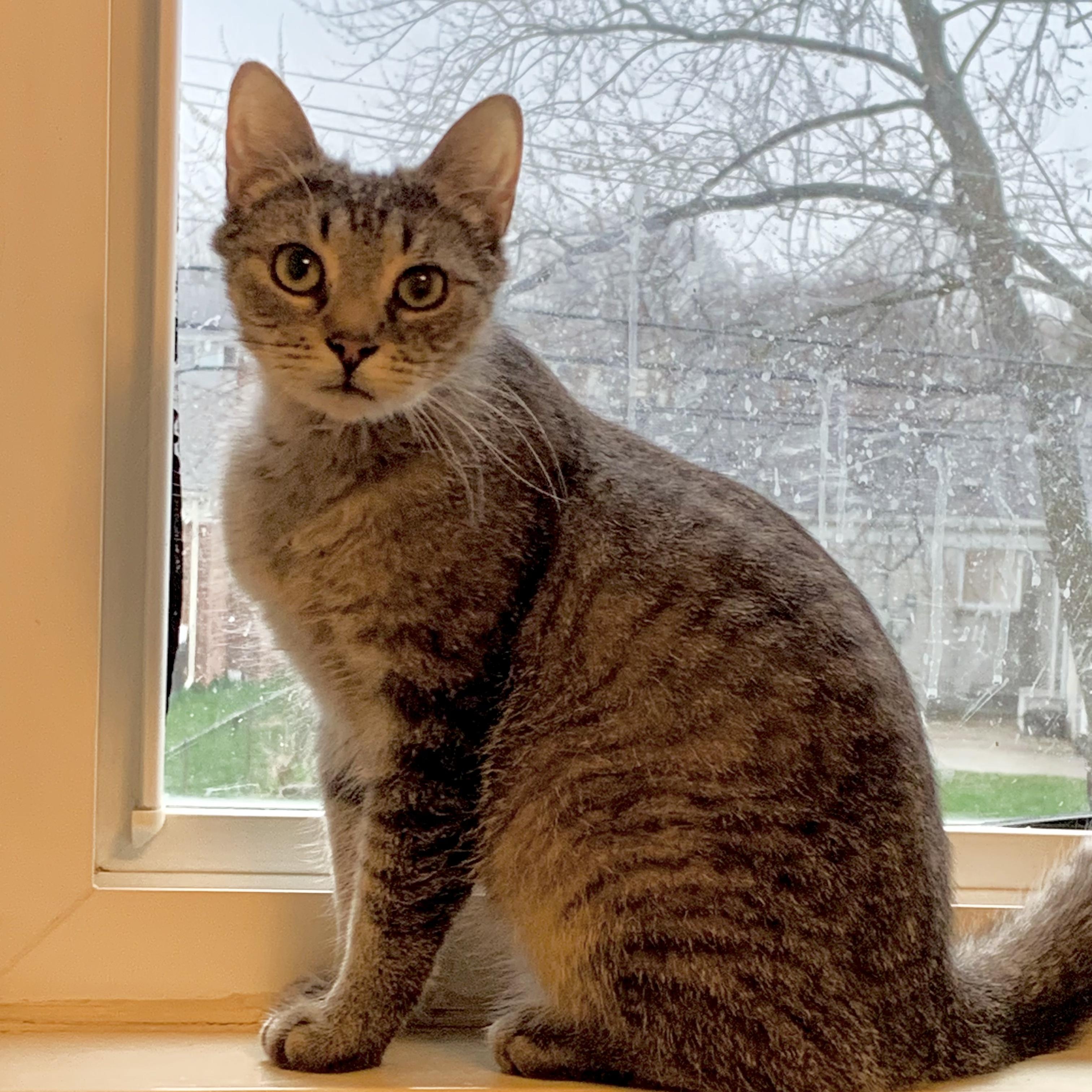 Enlarge Cheddar Broccoli Casserole & Black Onyx, a ADOPTABLE Domestic Short Hair in Royal Oak, MI image 2/4
