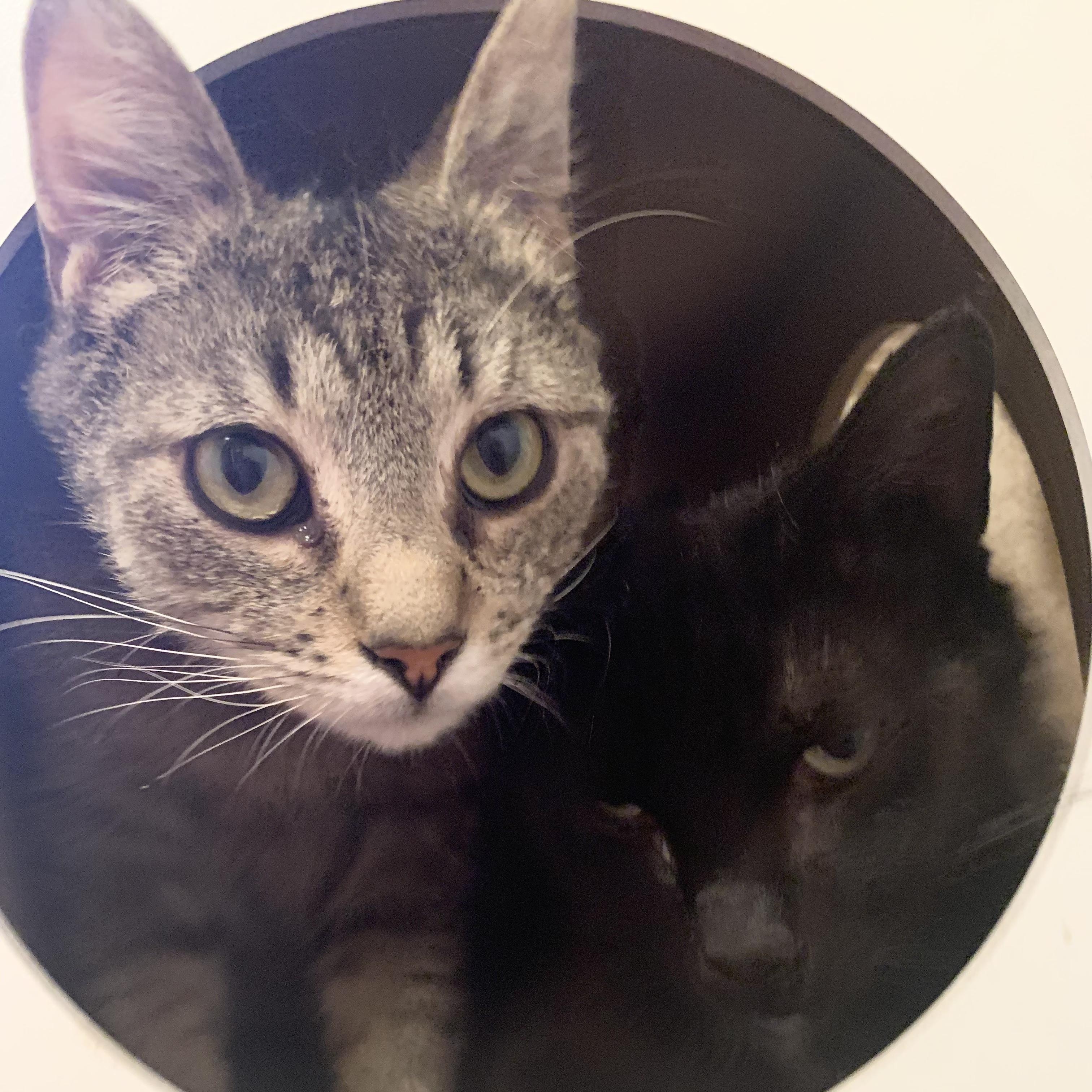 Cheddar Broccoli Casserole & Black Onyx, ADOPTABLE, Young Male Domestic Short Hair.