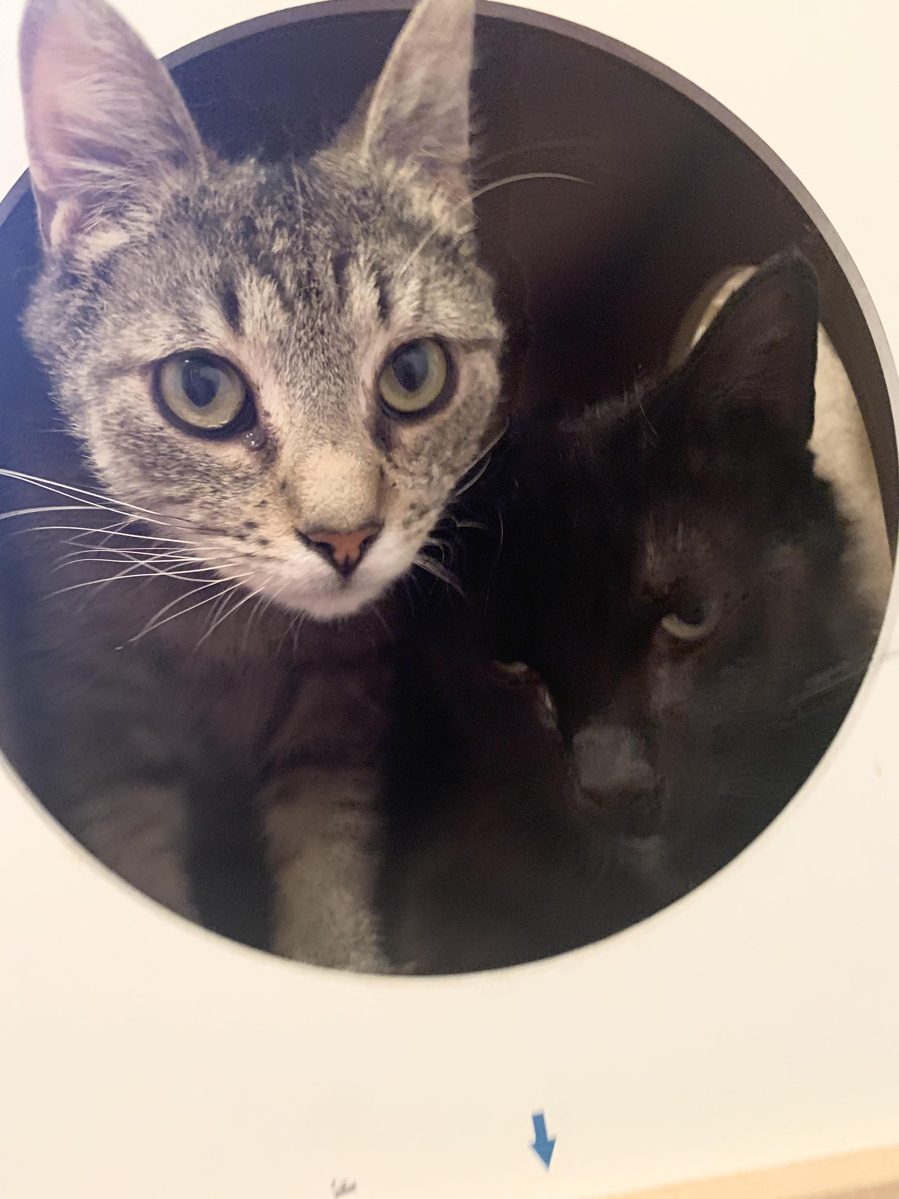 Enlarge Cheddar Broccoli Casserole & Black Onyx, a ADOPTABLE Domestic Short Hair in Royal Oak, MI image 3/4