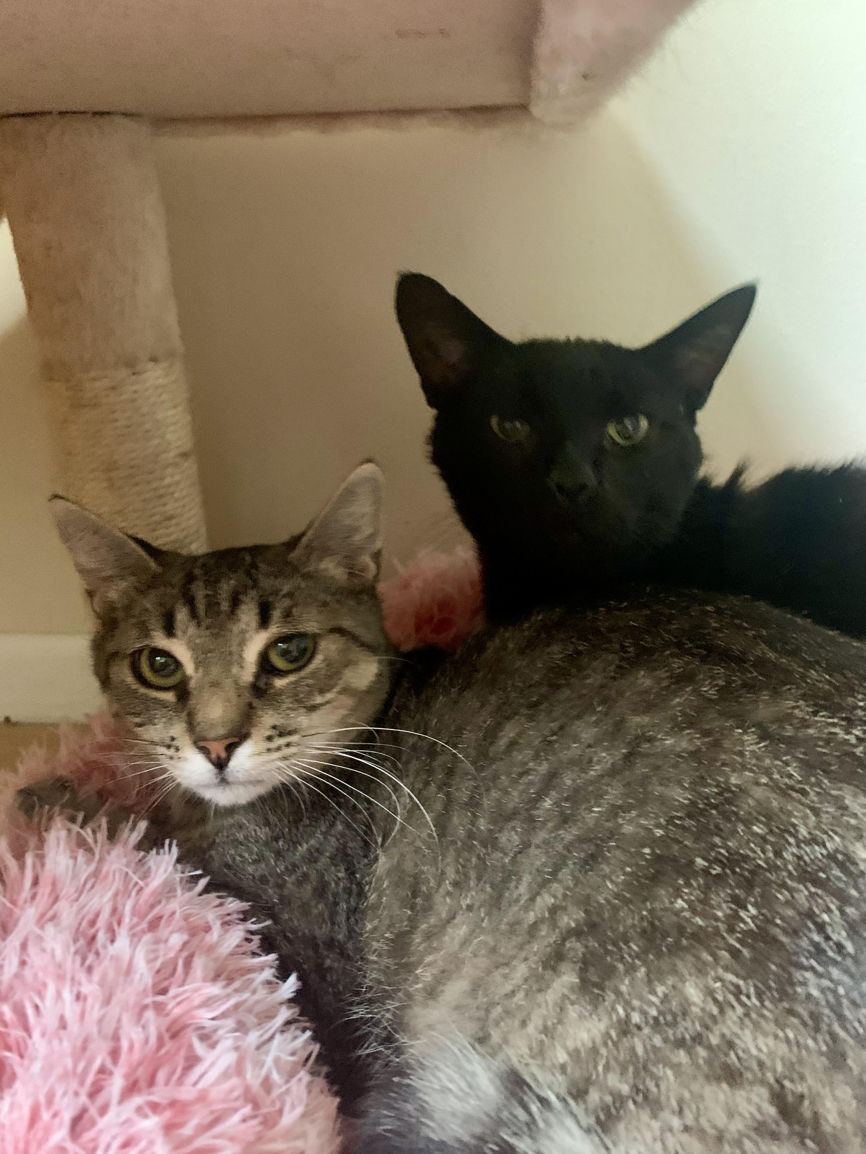 Enlarge Cheddar Broccoli Casserole & Black Onyx, a ADOPTABLE Domestic Short Hair in Royal Oak, MI image 4/4