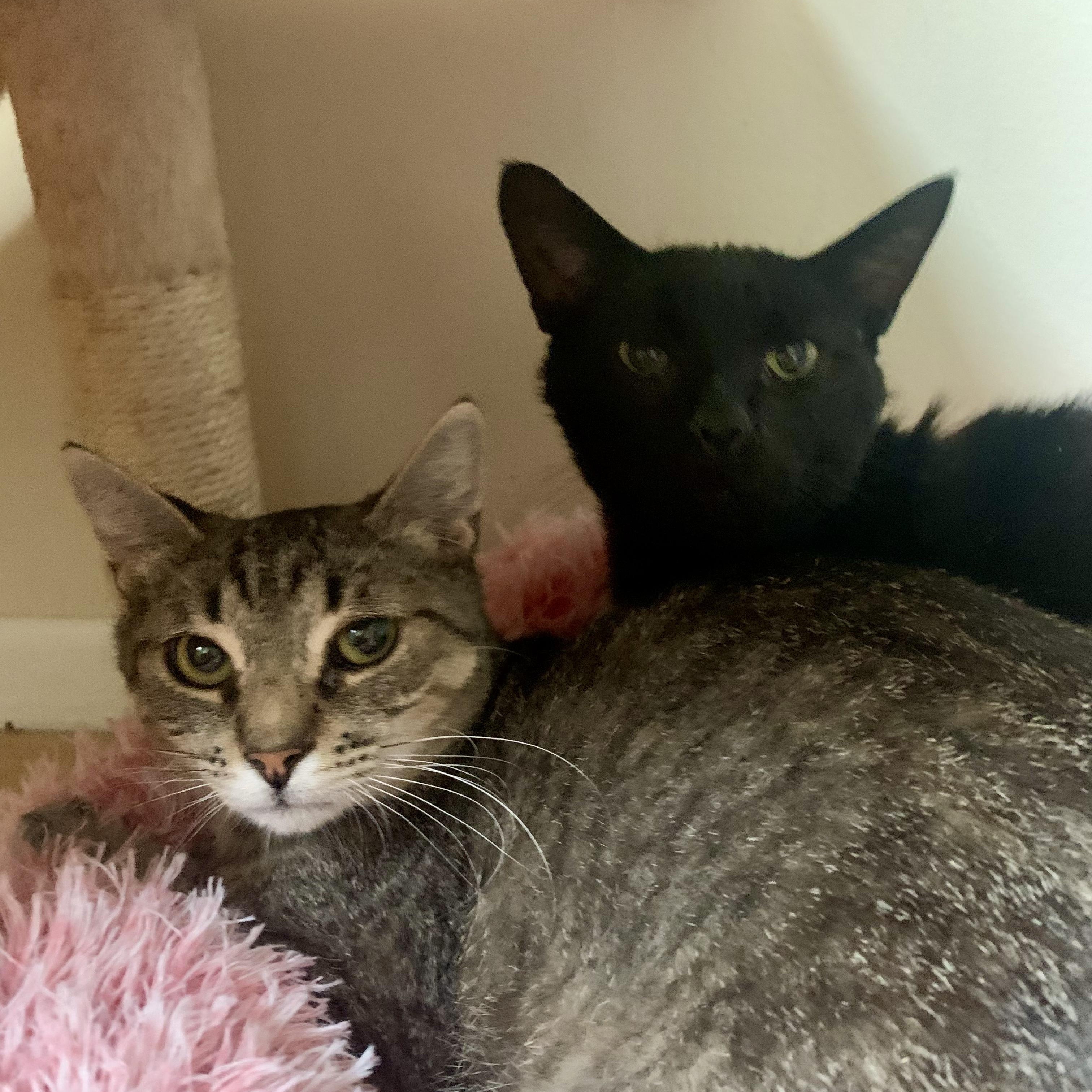 Enlarge Cheddar Broccoli Casserole & Black Onyx, a ADOPTABLE Domestic Short Hair in Royal Oak, MI image 4/4