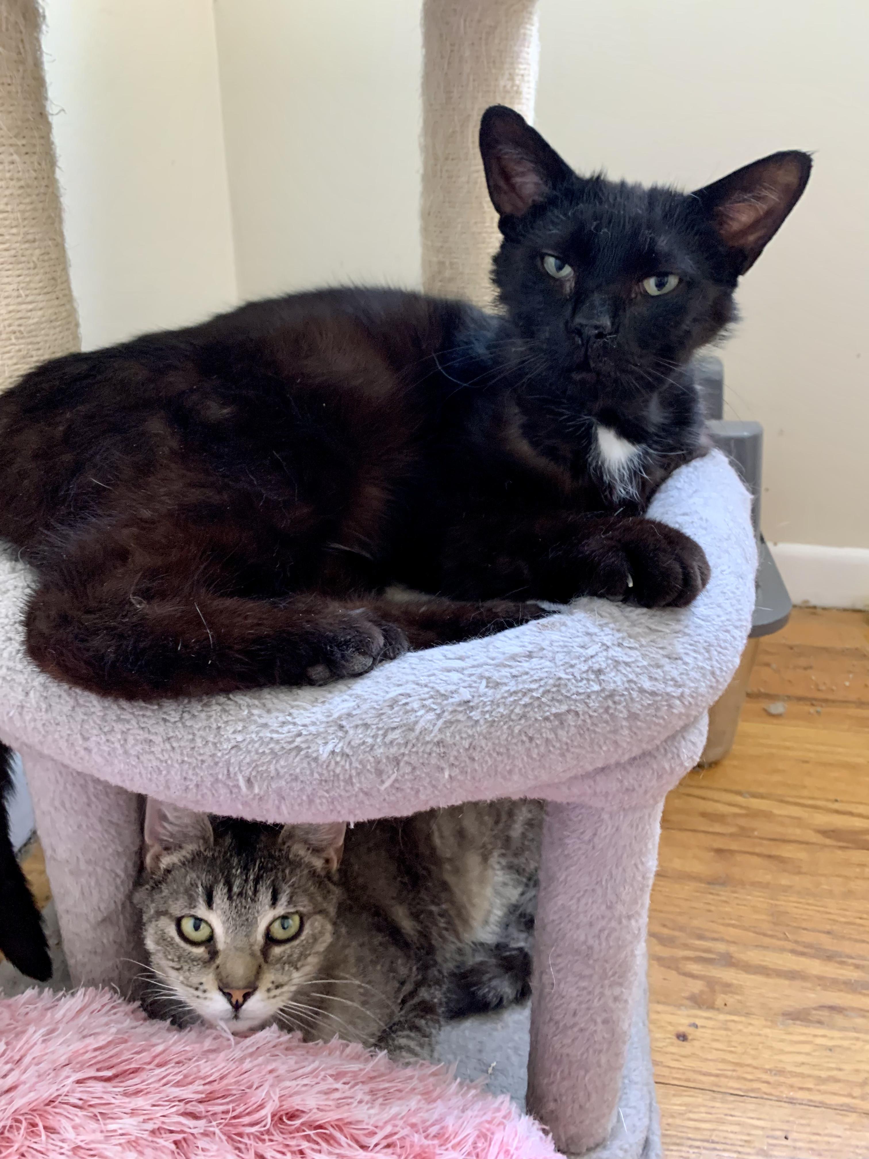 Enlarge Cheddar Broccoli Casserole & Black Onyx, a ADOPTABLE Domestic Short Hair in Royal Oak, MI image 2/4