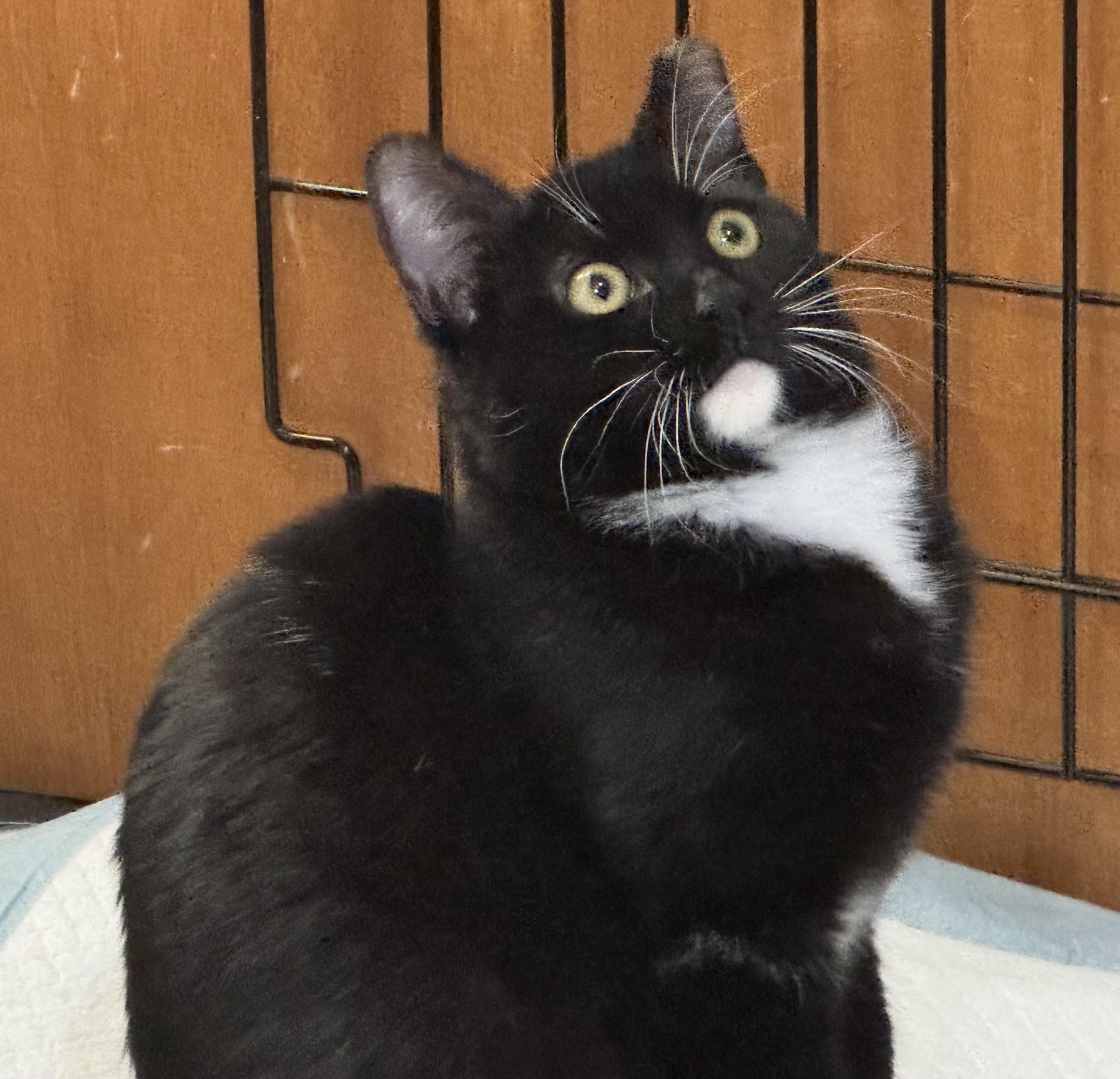 Enlarge Little Foot, a Adoptable Domestic Short Hair in Vallejo, CA image 4/6