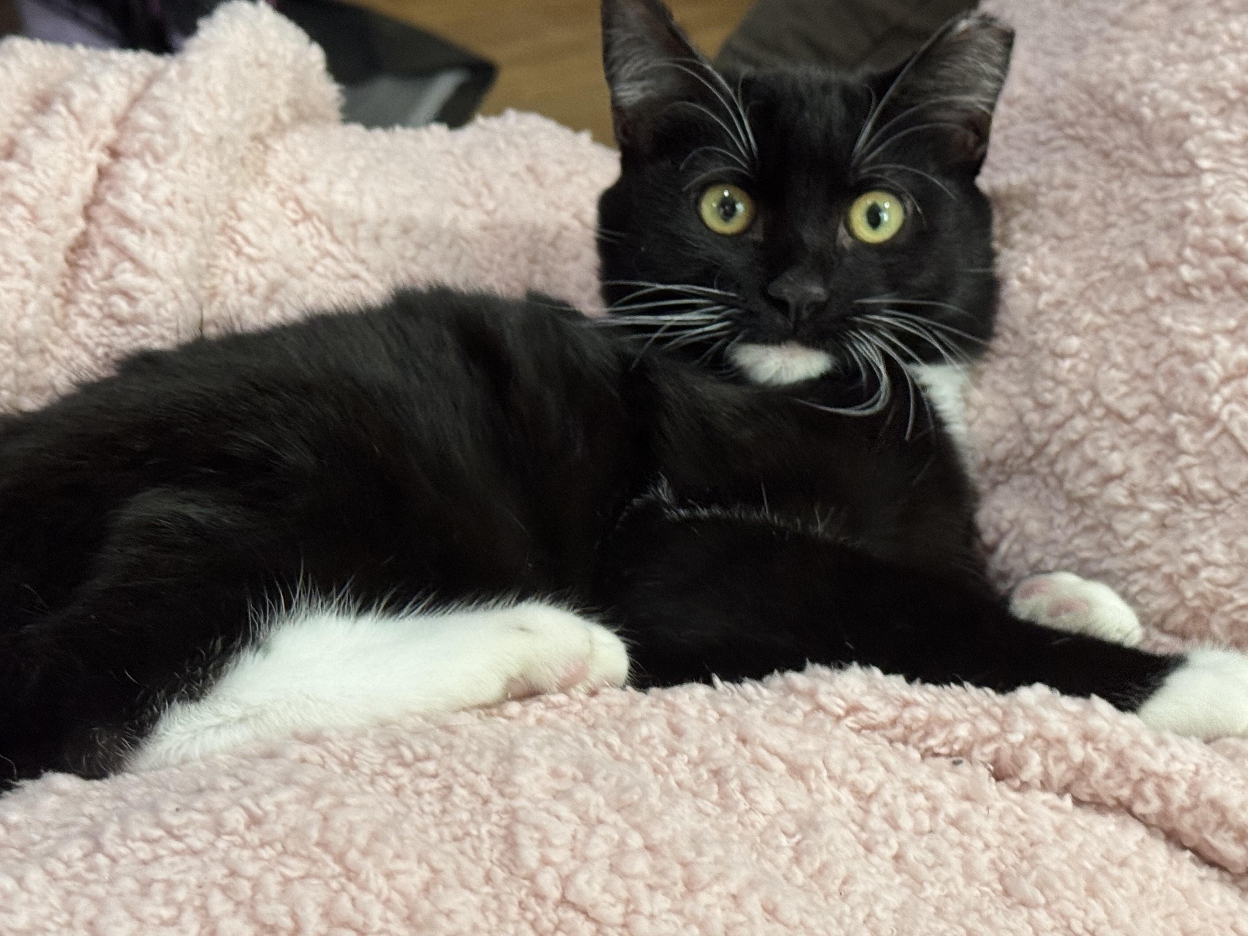 Enlarge Little Foot, a Adoptable Domestic Short Hair in Vallejo, CA image 1/6