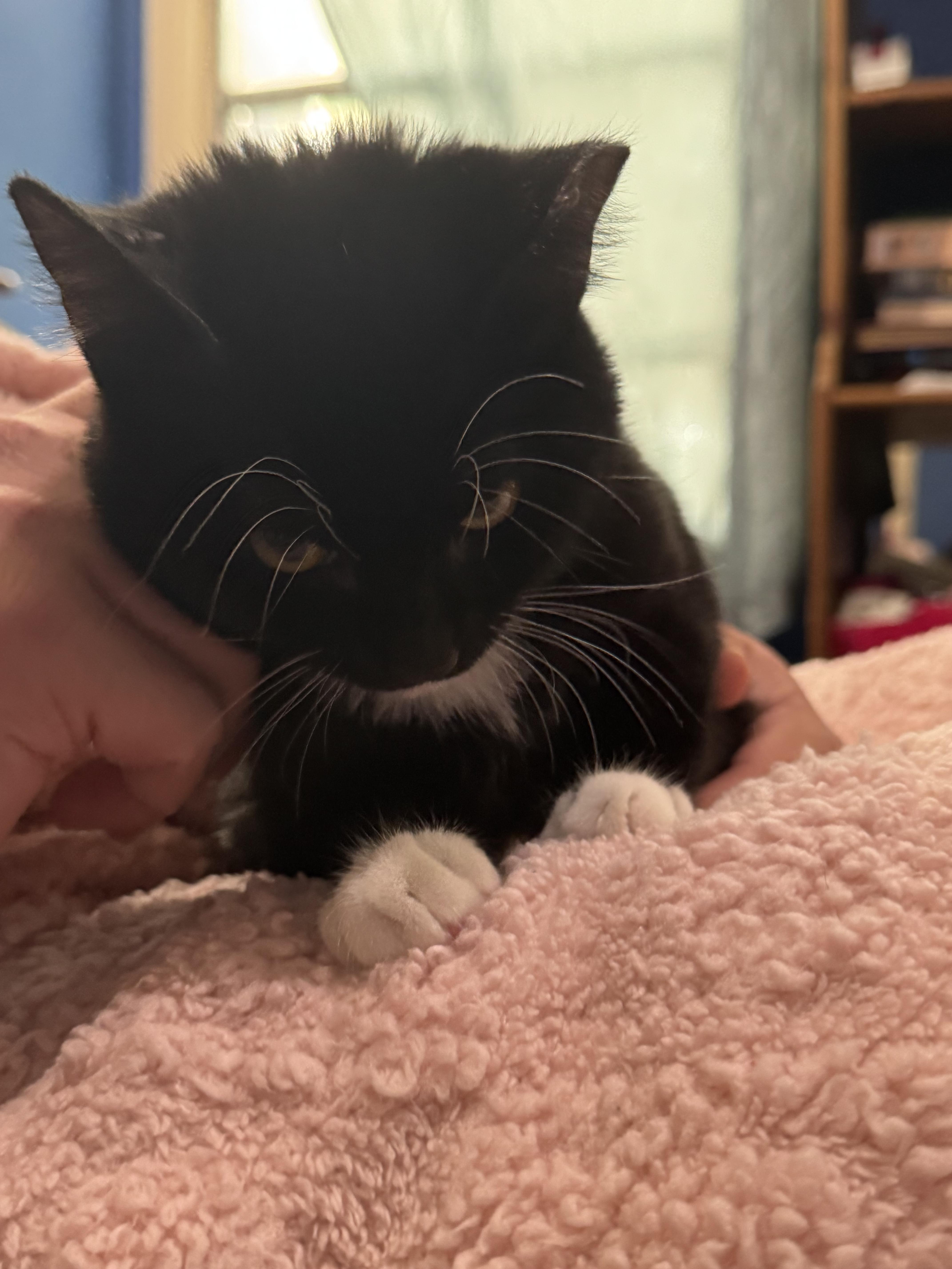 Enlarge Little Foot, a Adoptable Domestic Short Hair in Vallejo, CA image 5/6