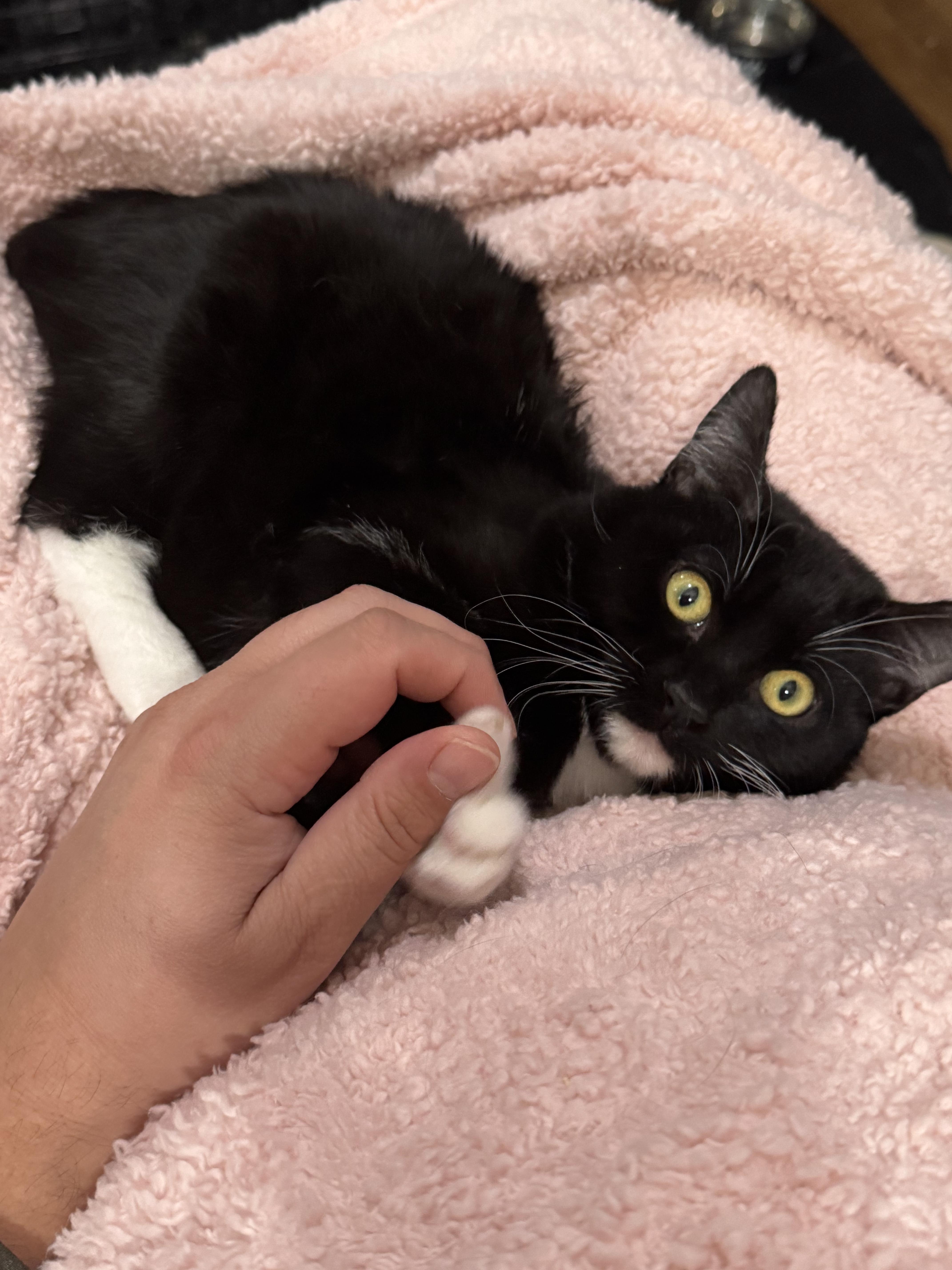 Enlarge Little Foot, a Adoptable Domestic Short Hair in Vallejo, CA image 3/6