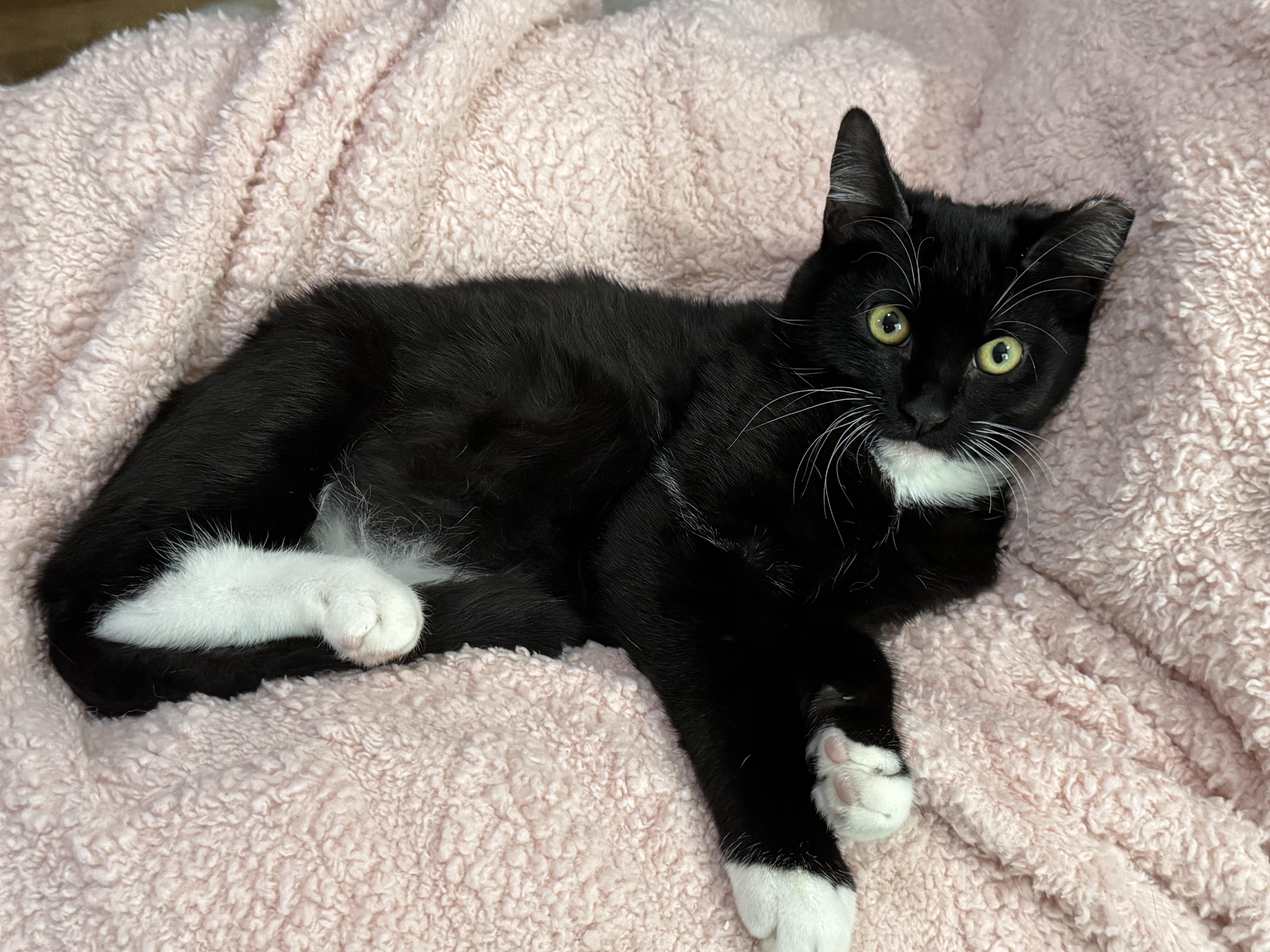 Enlarge Little Foot, a Adoptable Domestic Short Hair in Vallejo, CA image 6/6