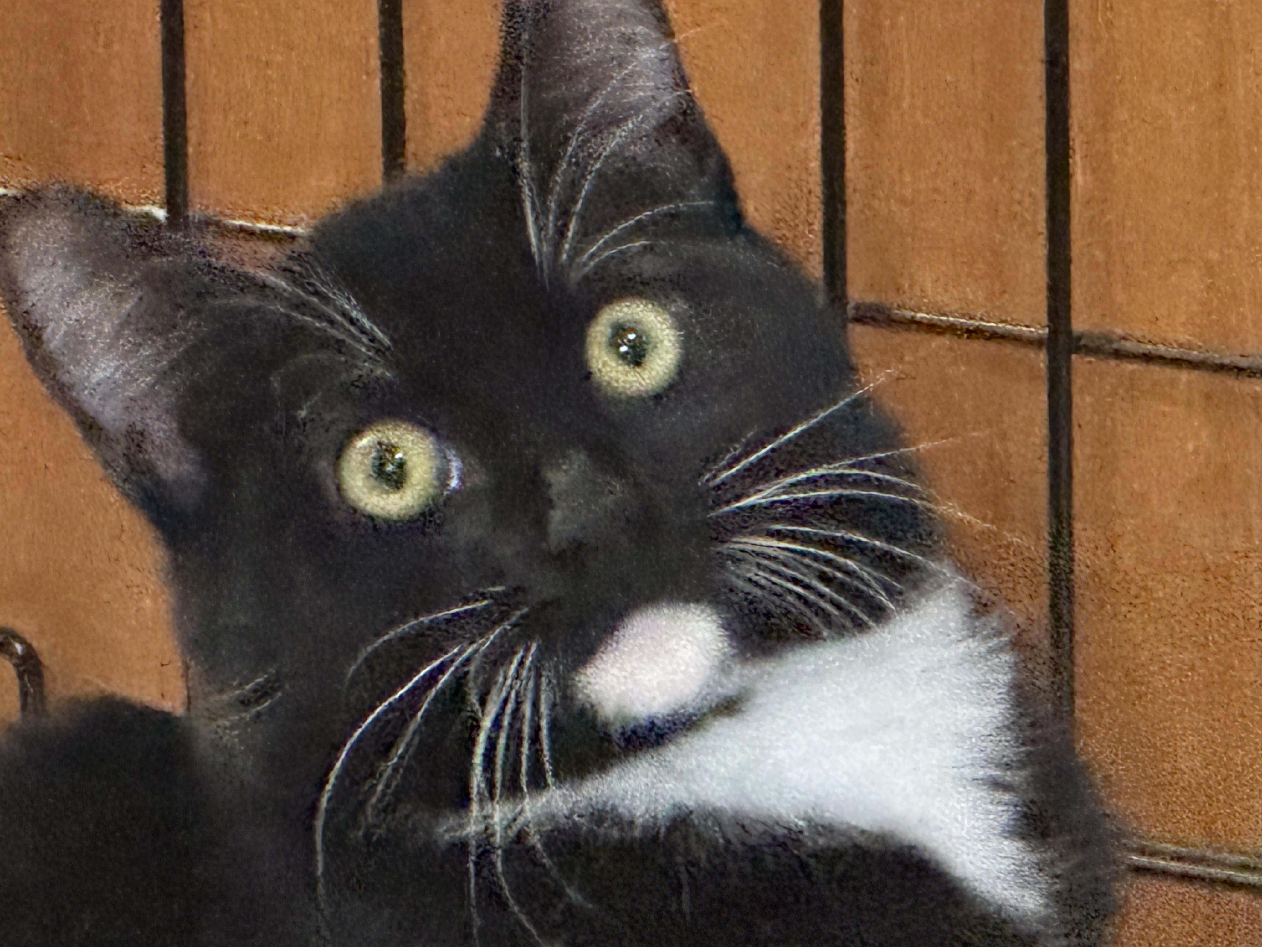 Enlarge Little Foot, a Adoptable Domestic Short Hair in Vallejo, CA image 2/6