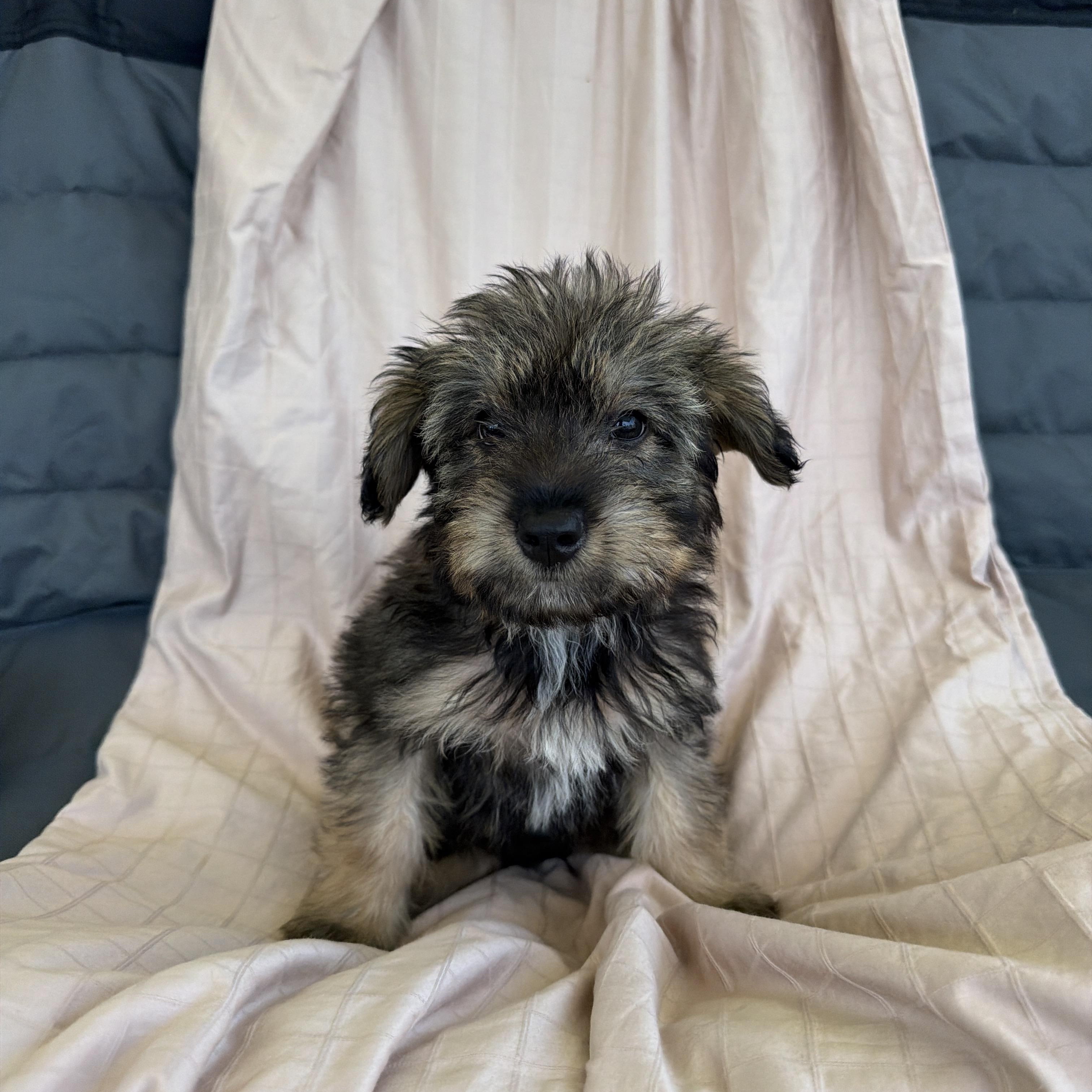 Cielo, adopted, Puppy Male Schnoodle.
