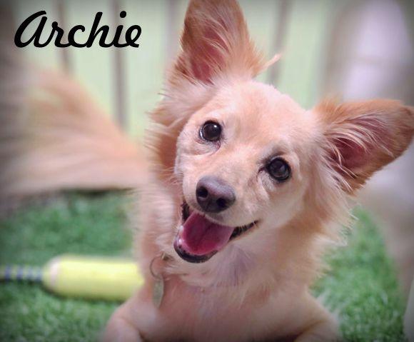 Archie, Adoptable, Adult Male Pomeranian & Chihuahua.