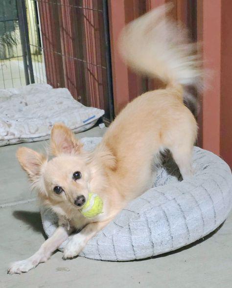 Enlarge Archie, a Adoptable mixed breed in Anaheim Hills, CA image 2/3