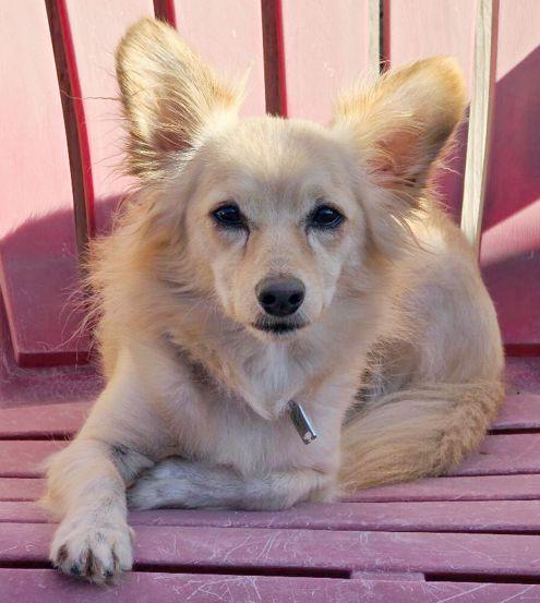 Enlarge Archie, a Adoptable mixed breed in Anaheim Hills, CA image 3/3