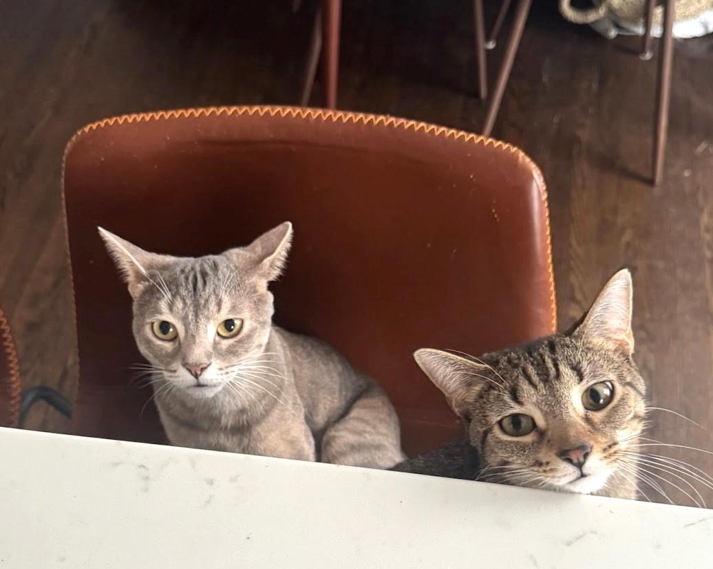 Munch (and Tutu), a Adoptable Domestic Short Hair in Chicago, IL image 5/6
