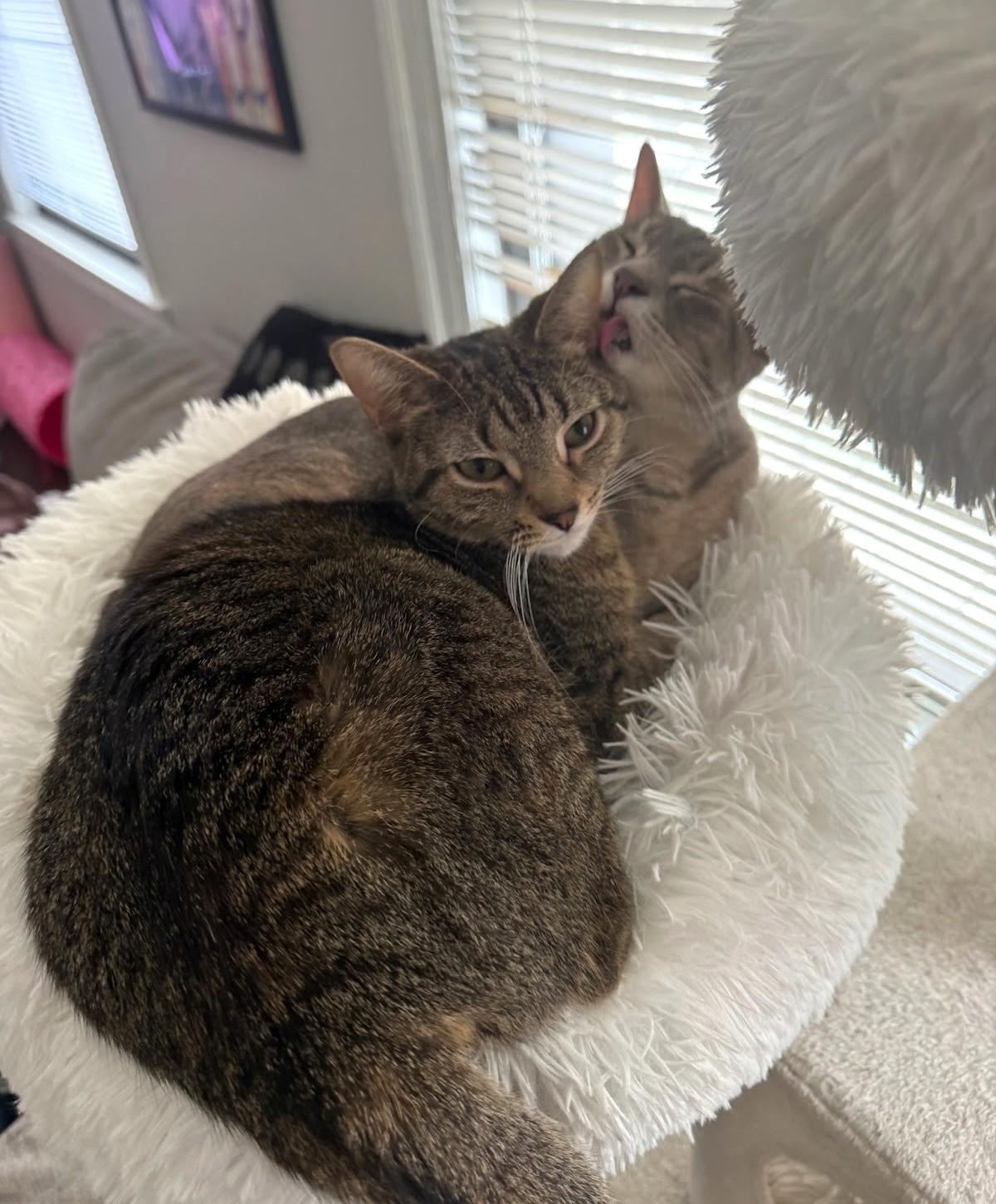 Munch (and Tutu), a Adoptable Domestic Short Hair in Chicago, IL image 6/6