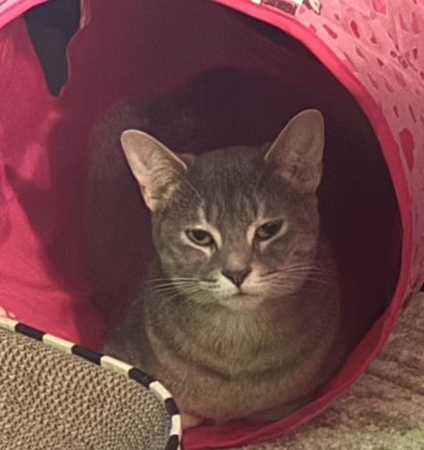 Munch (and Tutu), a Adoptable Domestic Short Hair in Chicago, IL image 2/6