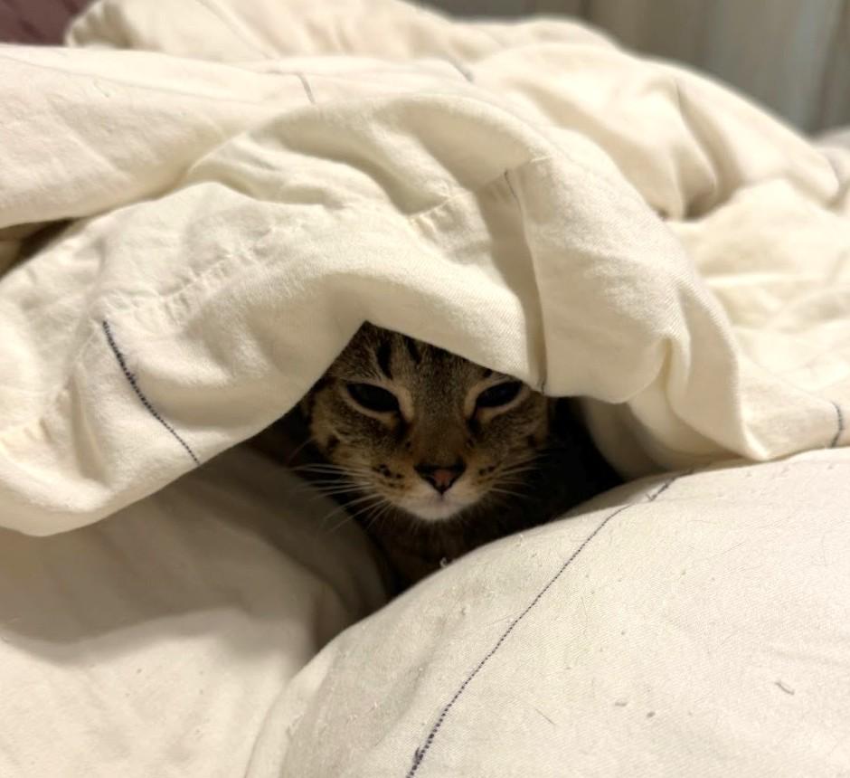 Munch (and Tutu), a Adoptable Domestic Short Hair in Chicago, IL image 3/6