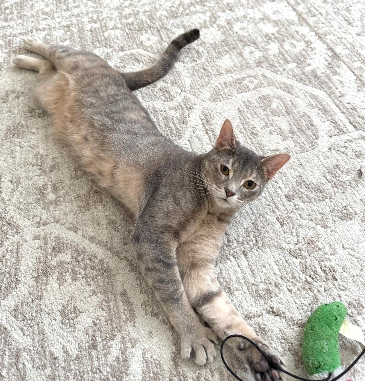 Munch (and Tutu), a Adoptable Domestic Short Hair in Chicago, IL image 1/6